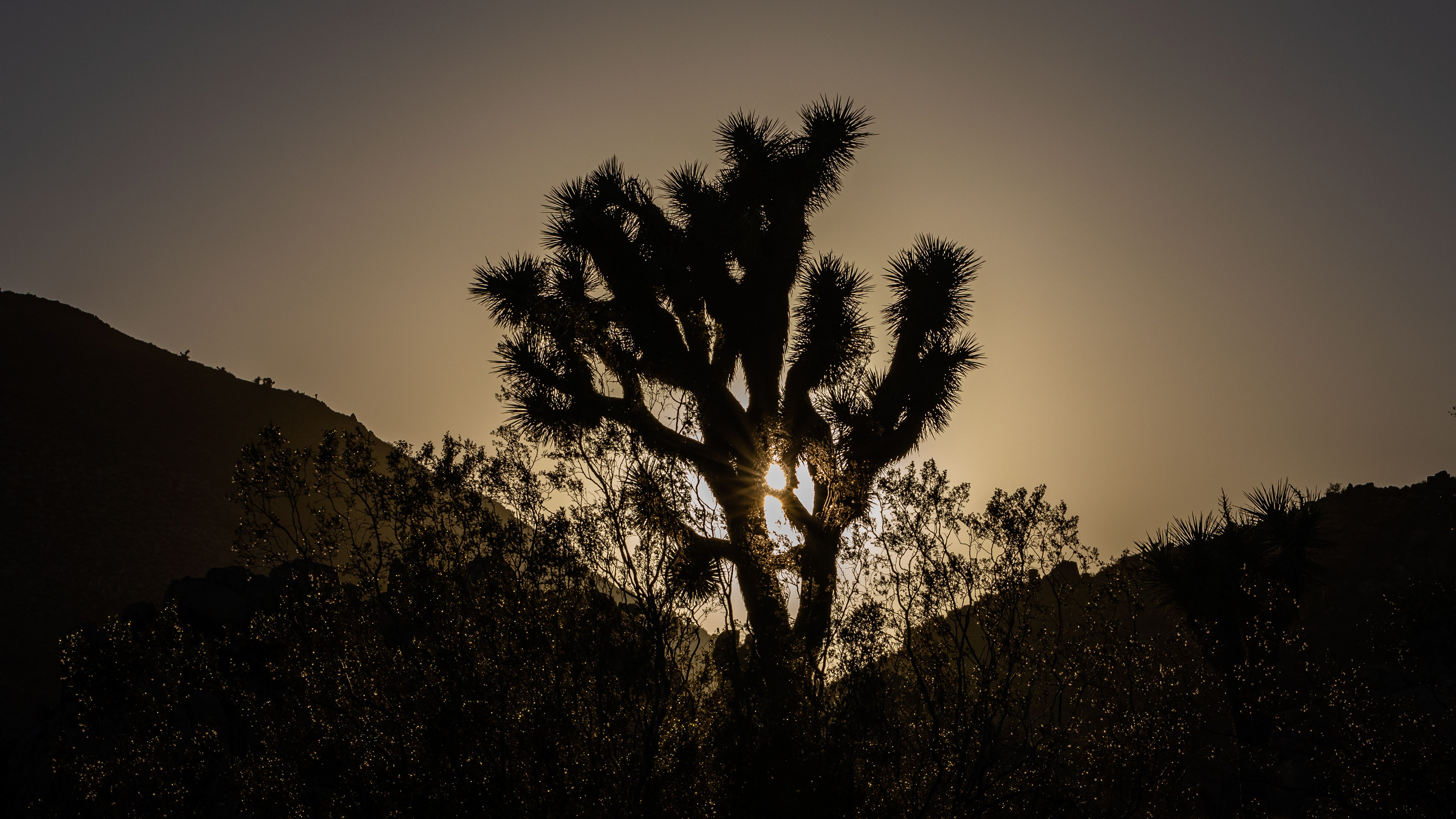 Joshua Tree