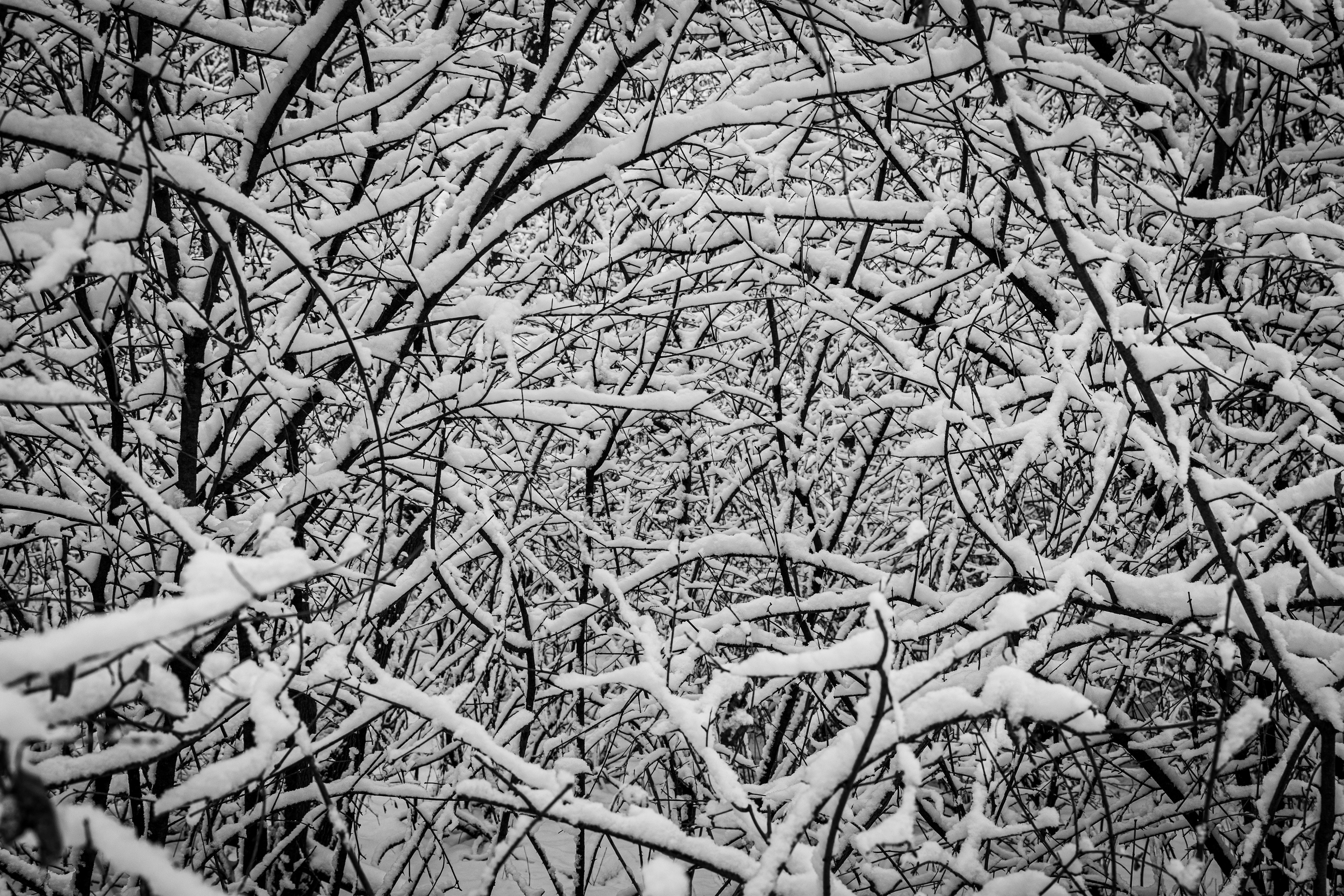 Snow Walk