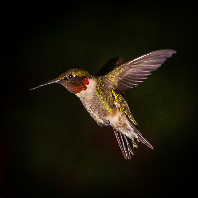 Hummingbird
