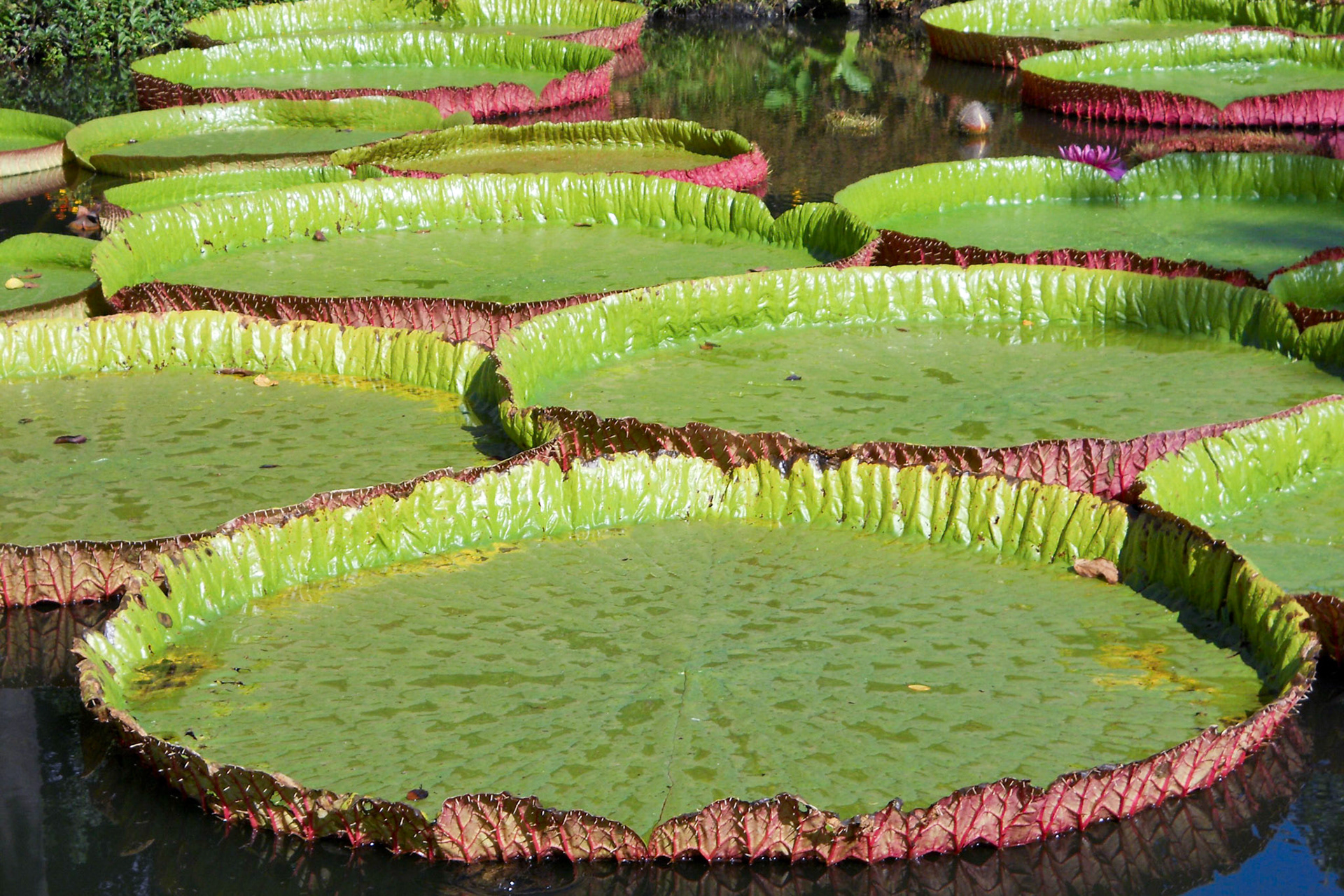 lily pads