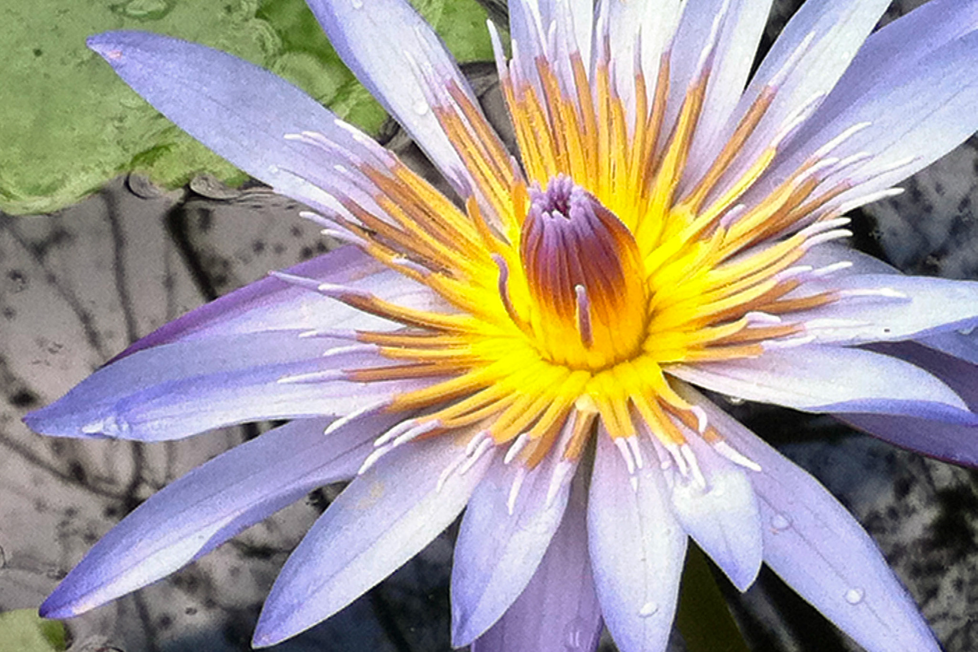 flower on water