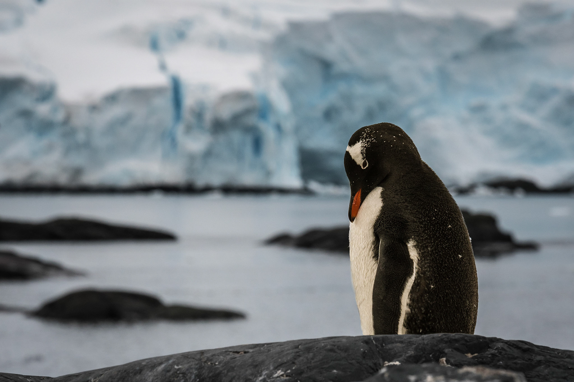 Gentoo in Front of Glacier in  Mikkelsen Harbor