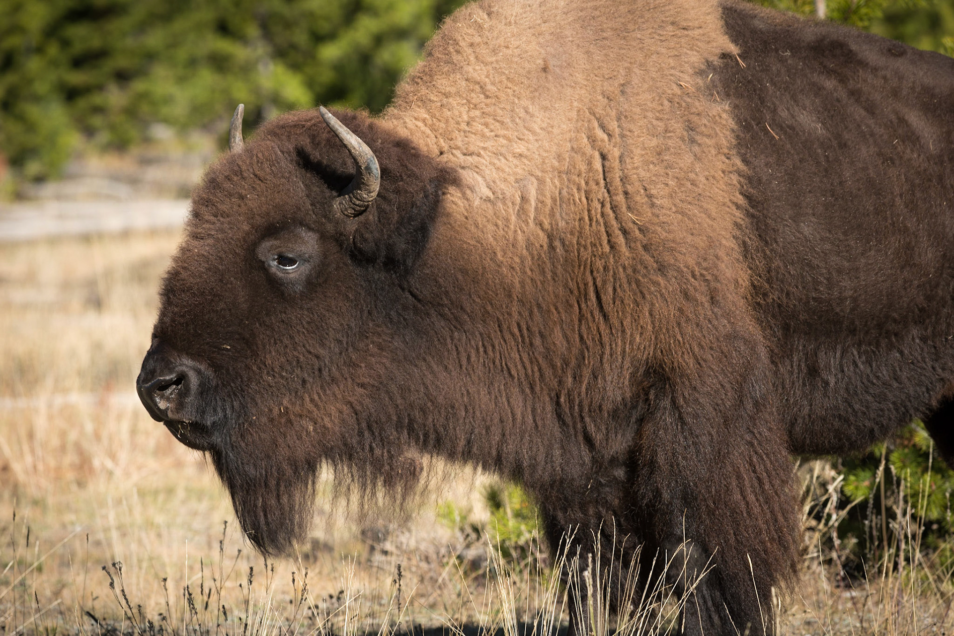Male bison