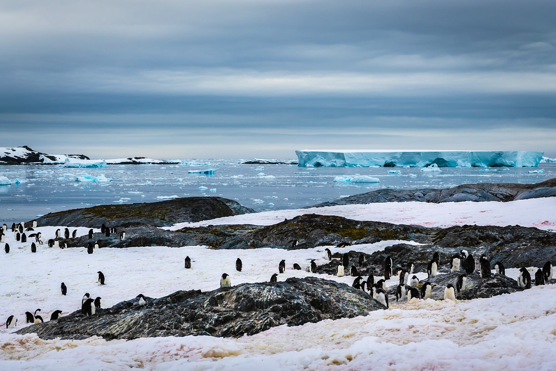 Adélie Penguin Colony in Yalour Islands