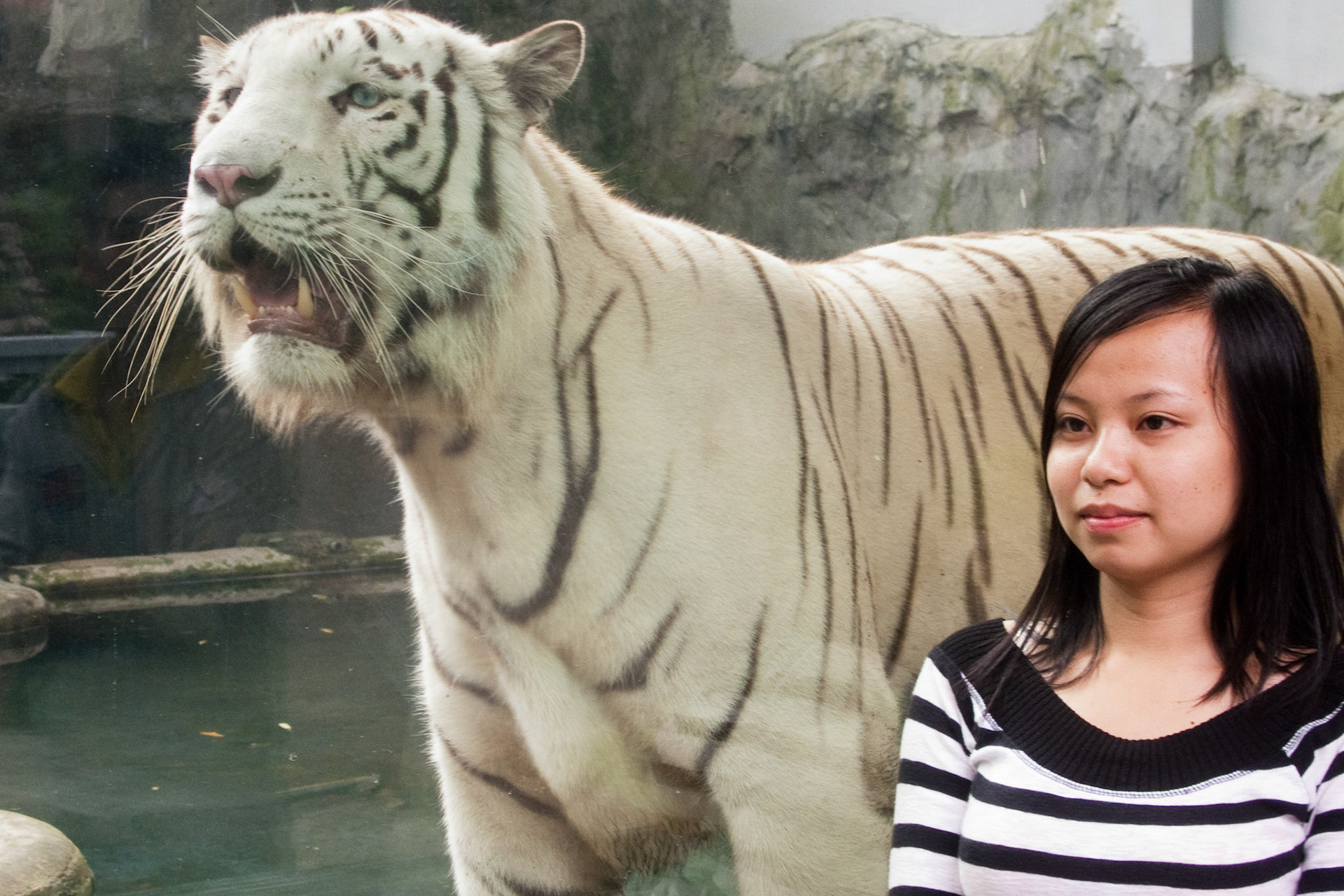 The tiger appears to be posing with the woman. The tiger is behind glass. Saigon Zoo.