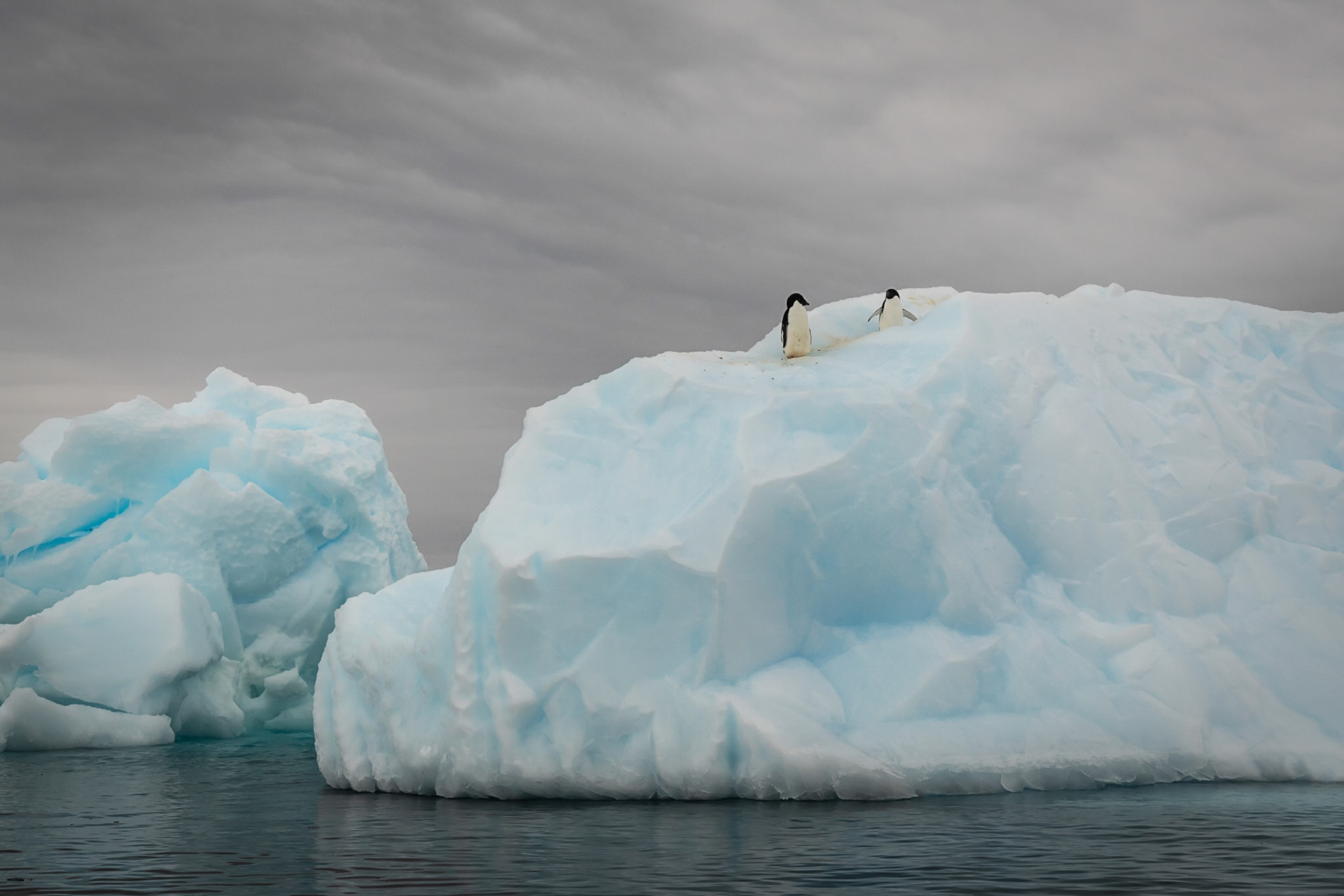 Two Penguins on Iceberg 310