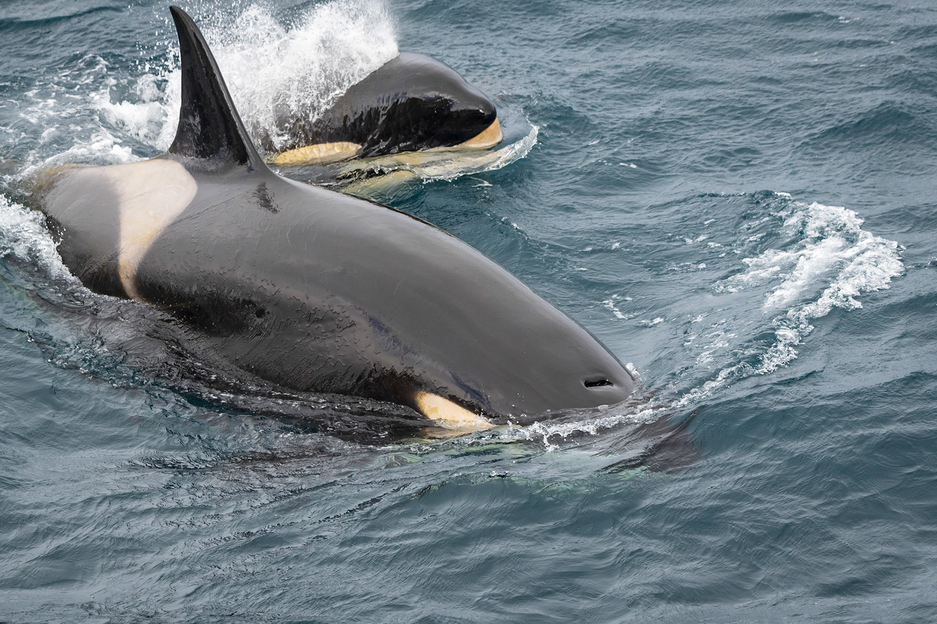 Orca Mother and Child