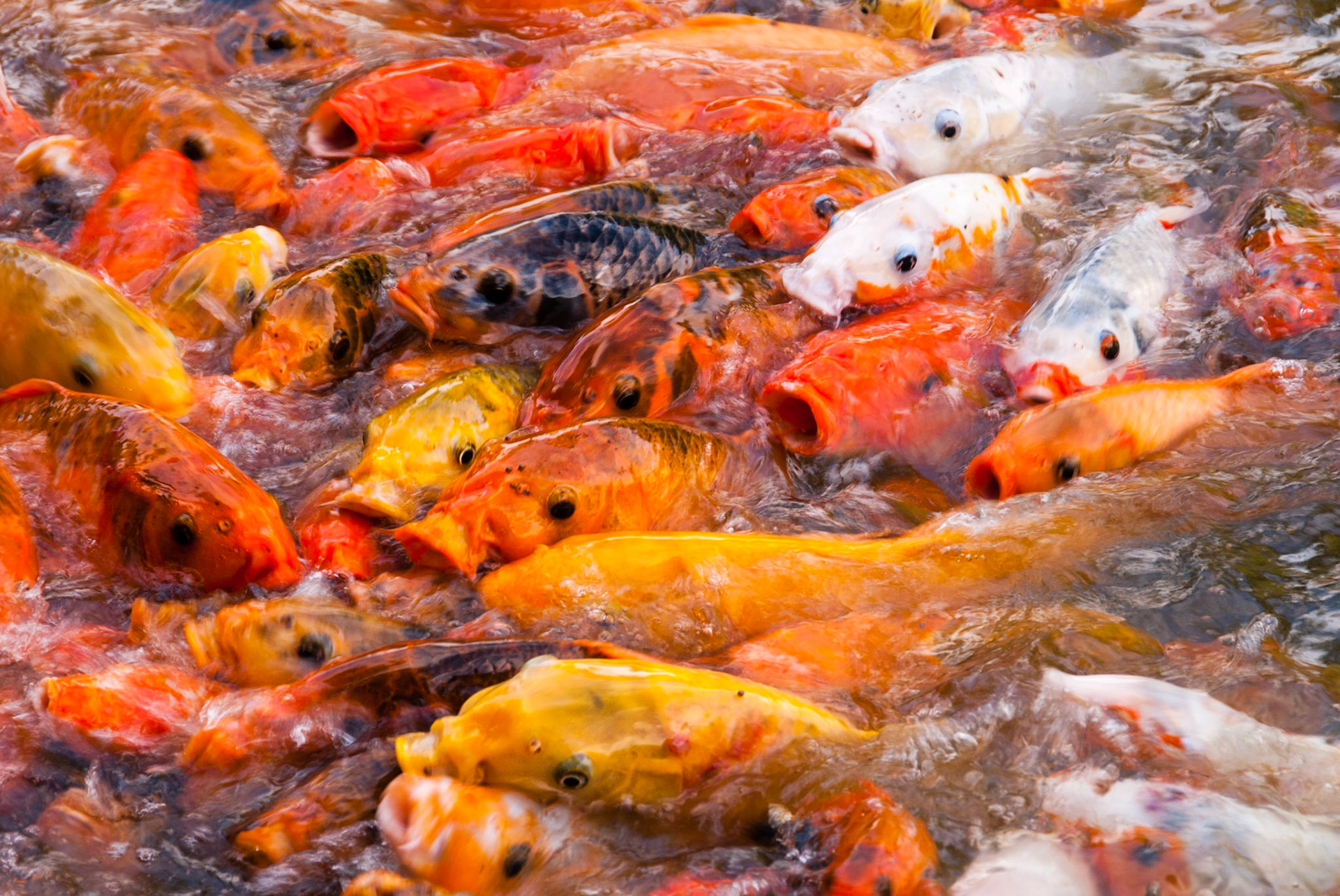 goldfish feeding