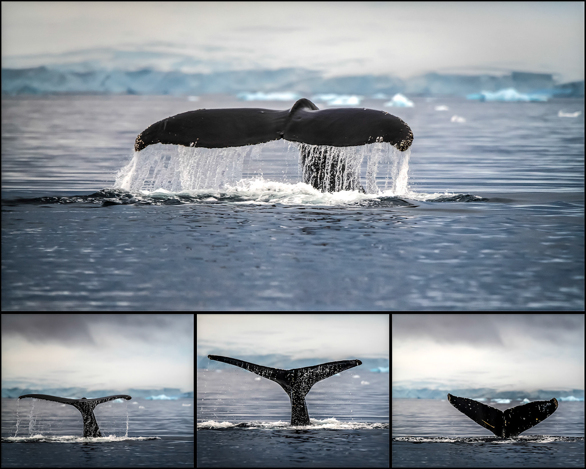 Humpback D tail collage