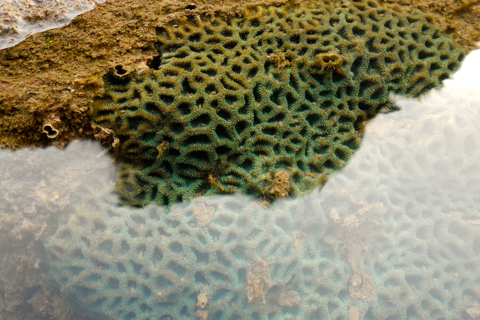 Coral in Cat Ba area
