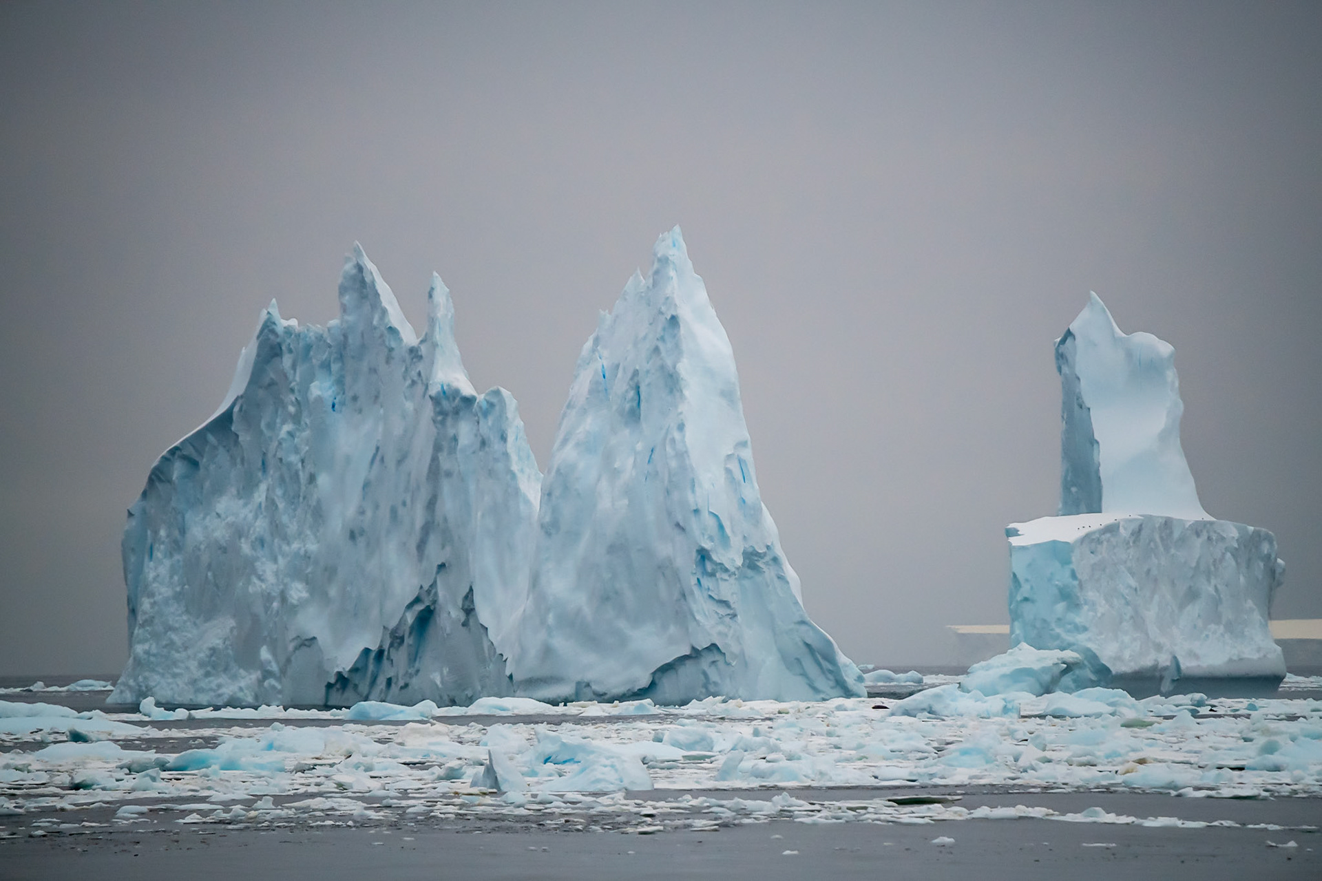 Iceberg 2486 Blue iceberg with seal, penguins and tabular in background