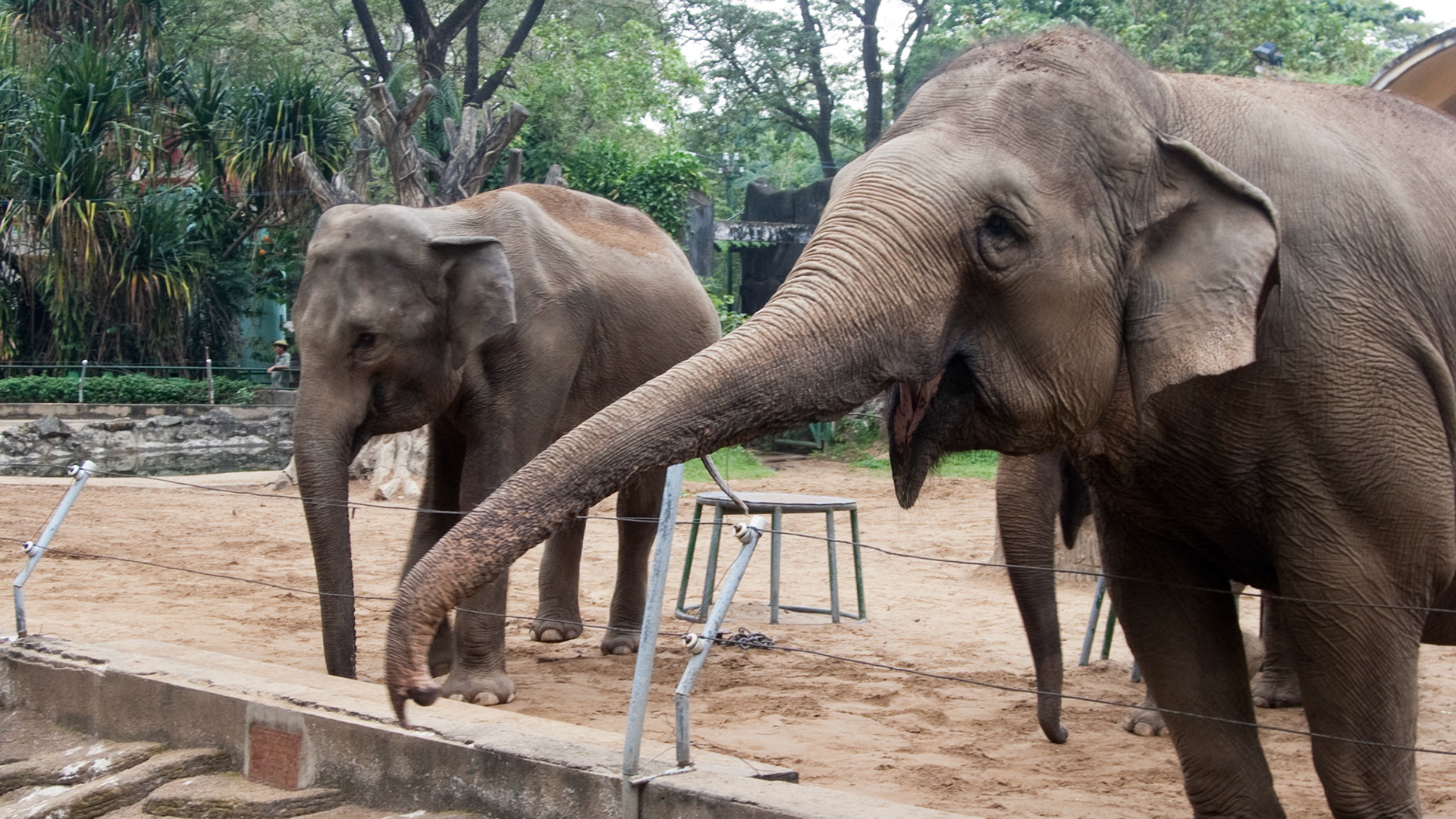 elephants at Saigon Zoo