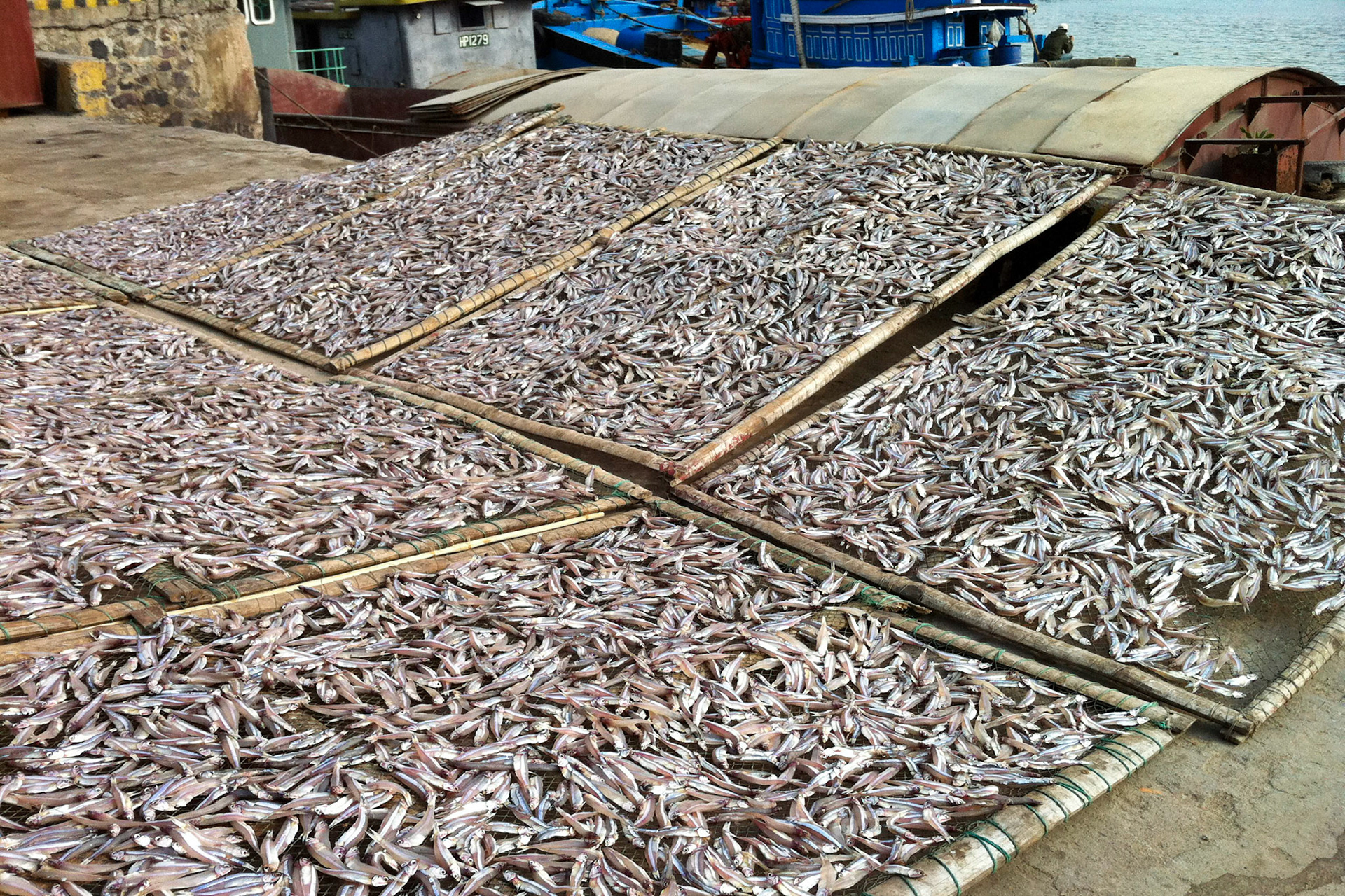 Sardines drying at Cat Ba harbor