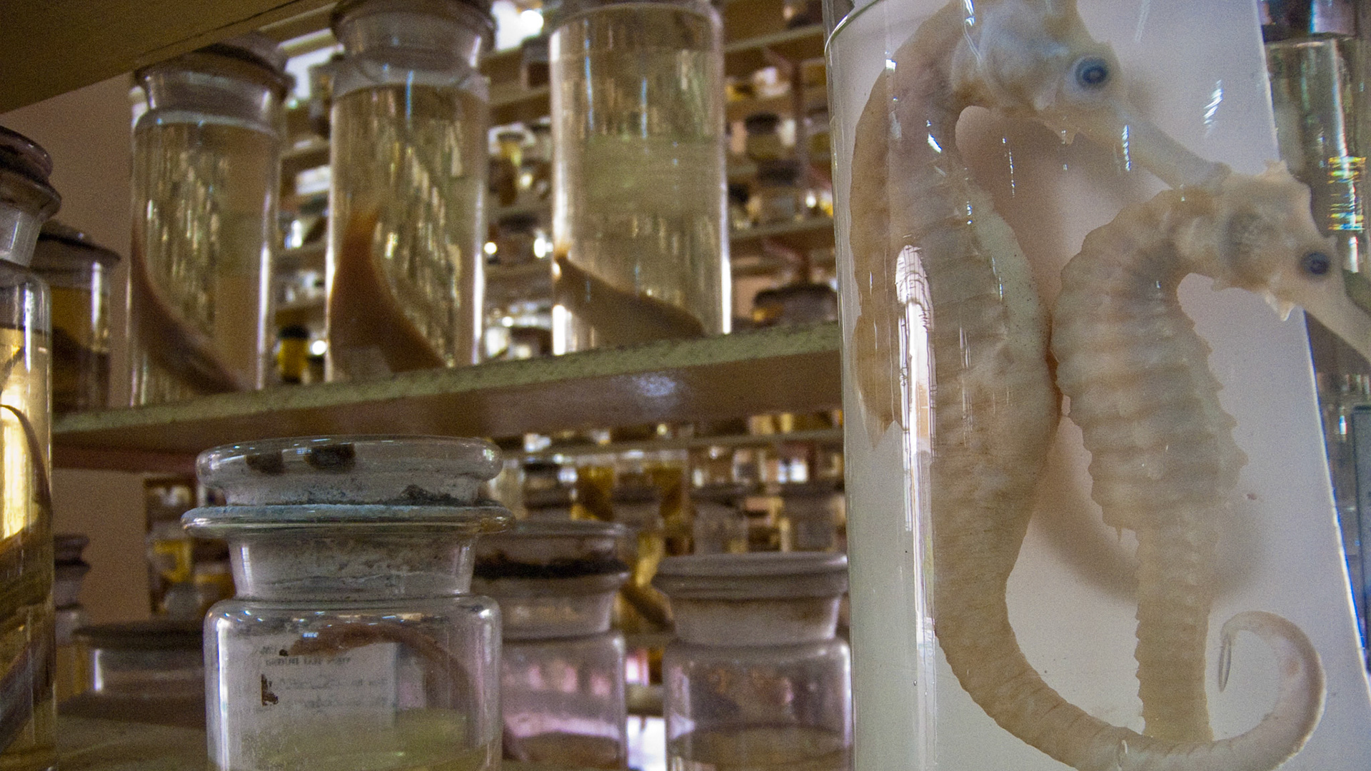 Preserved seahorse (from 40s) in Nha Trang museum