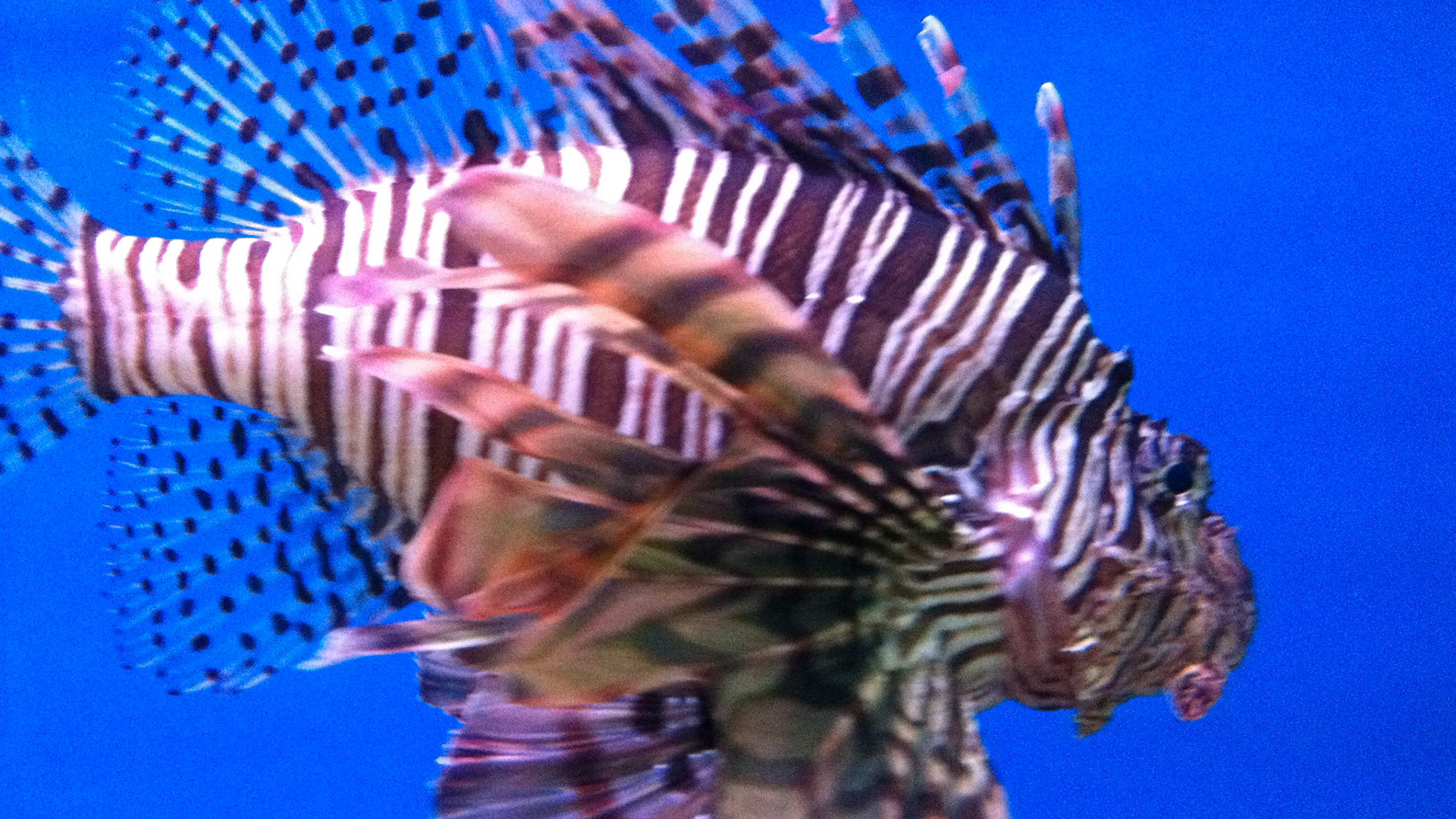 Fish in aquarium, Nha Trang