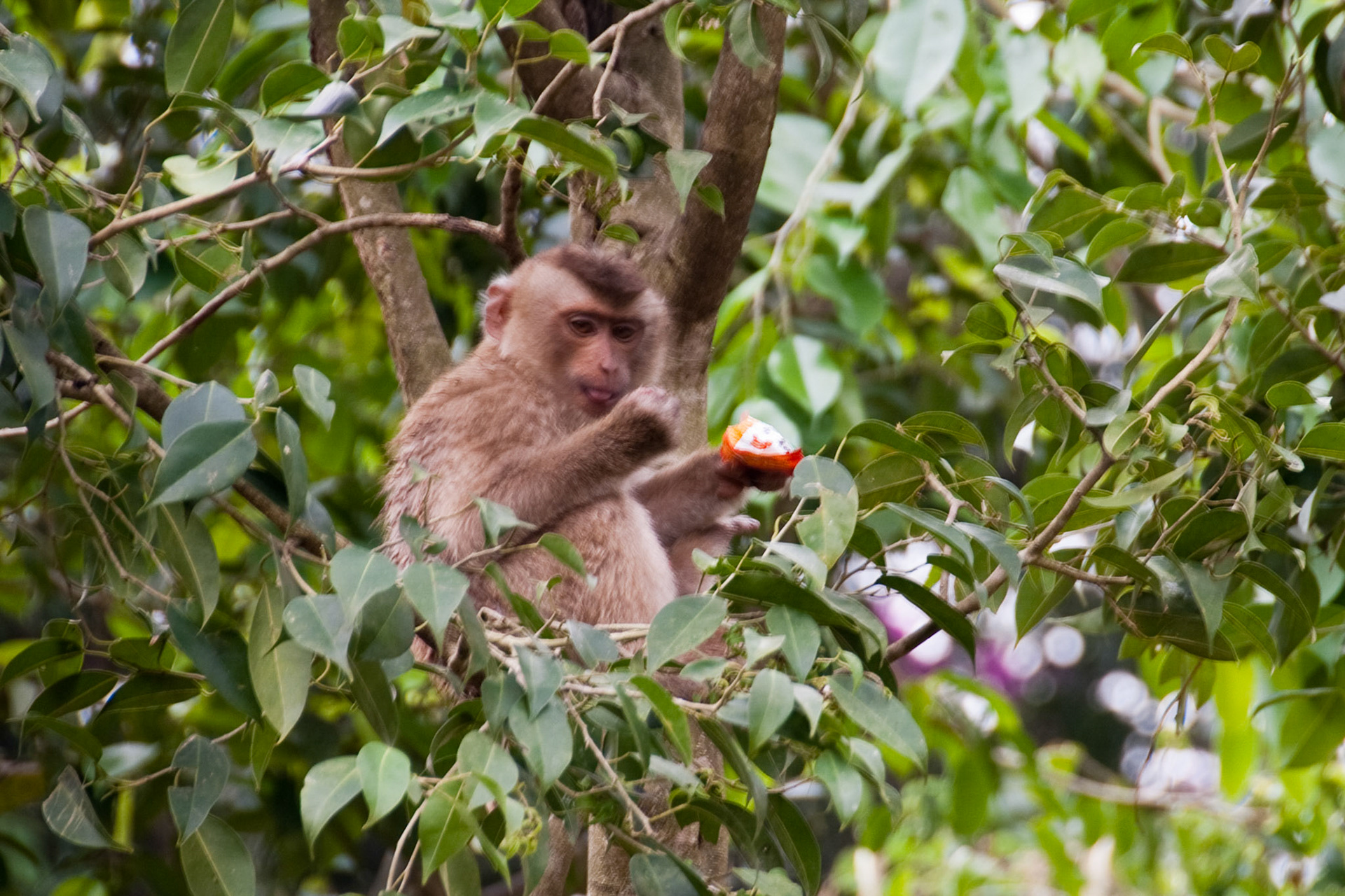 monkey