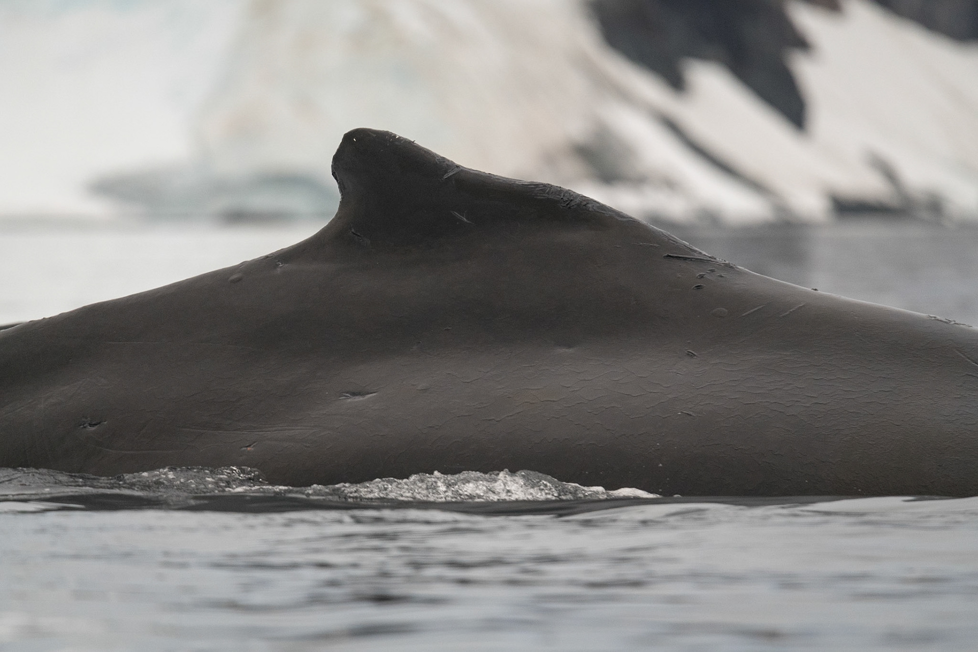 Humpback dorsal fin