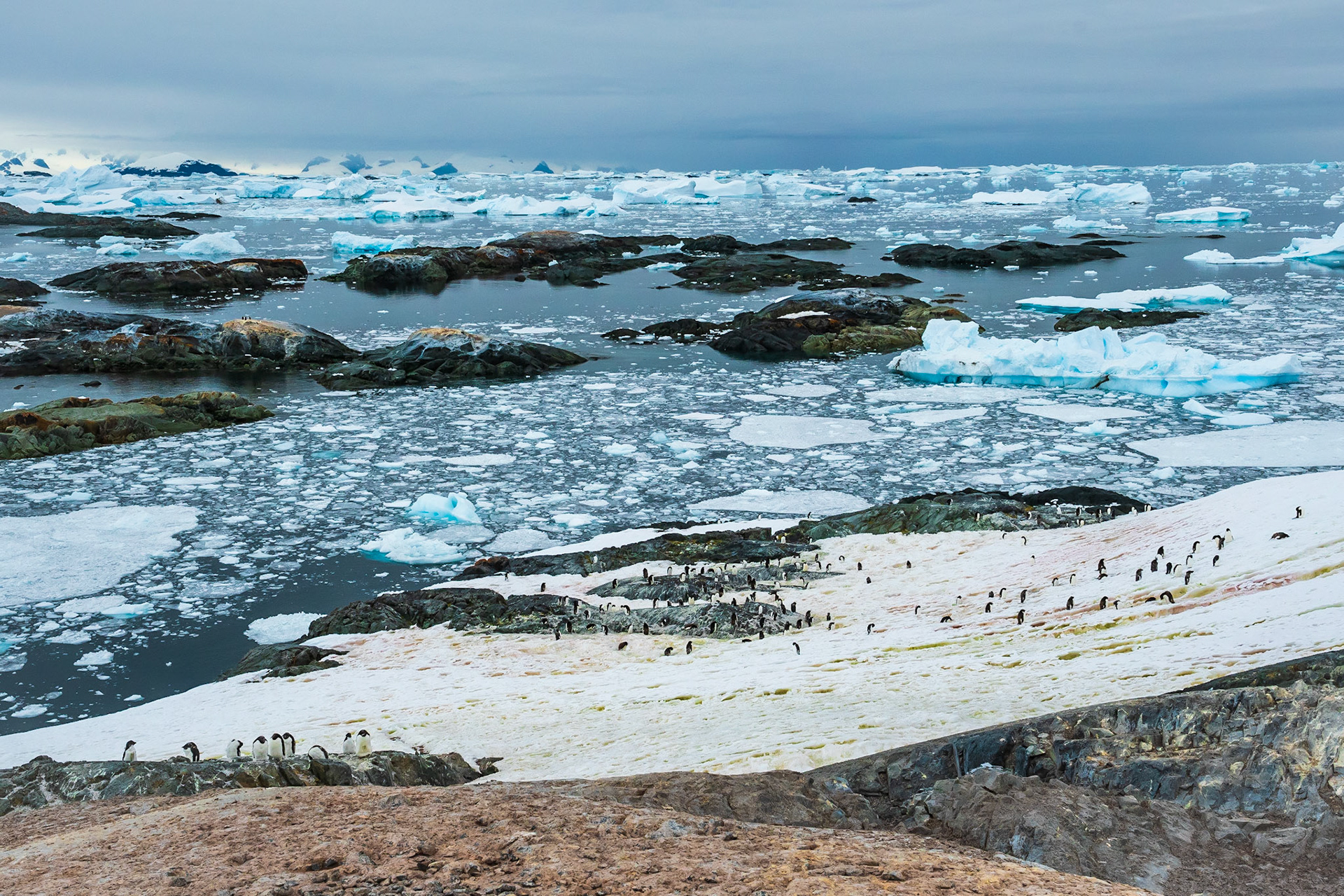 Adélie Penguin Colony in Yalour Islands