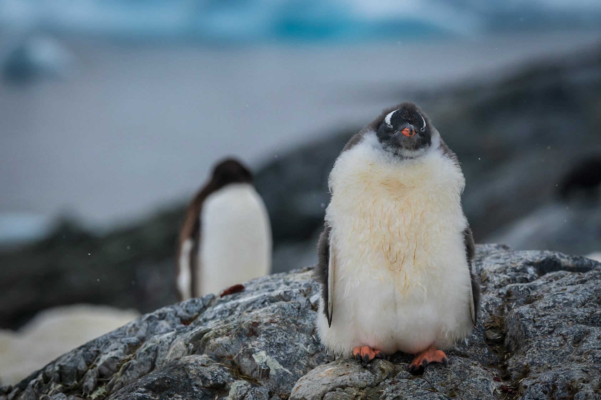 Young Gentoo on Cuverville Island