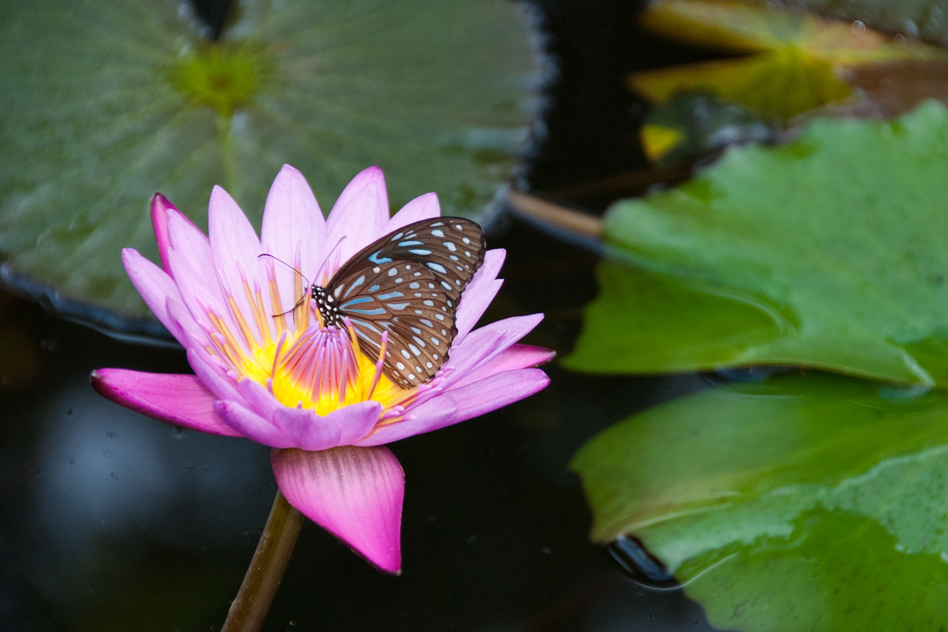 butterfly on flower