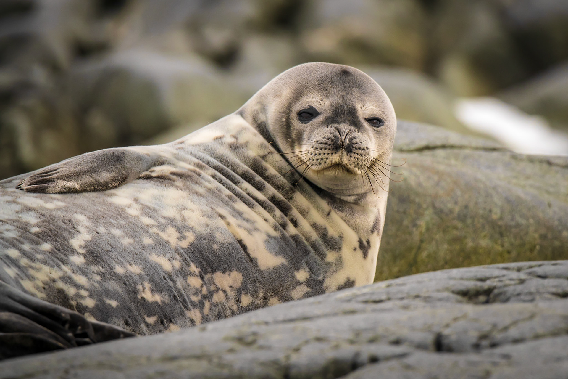 Weddell Seal