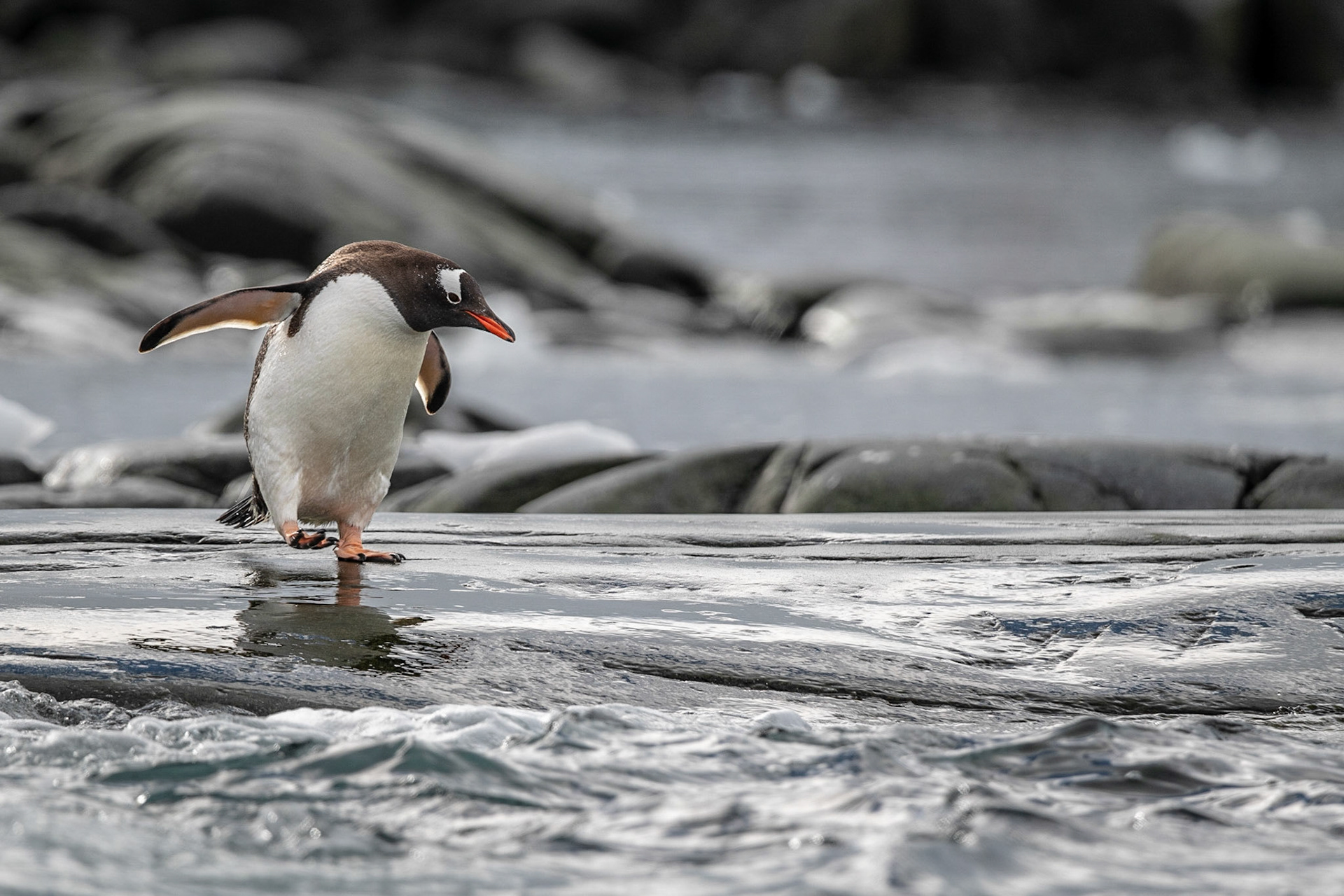 Wading Gentoo