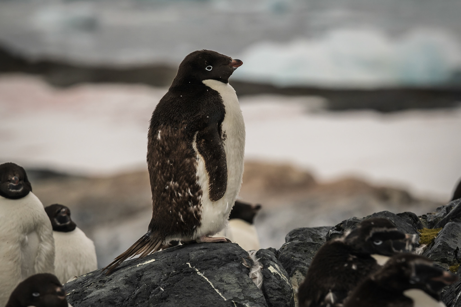 Adélie on Rock in Yalour Islands