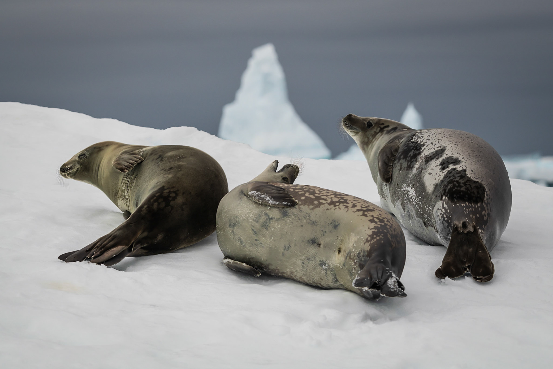 Three Antarctic fur seals rest on ice with a ragged iceberg behind