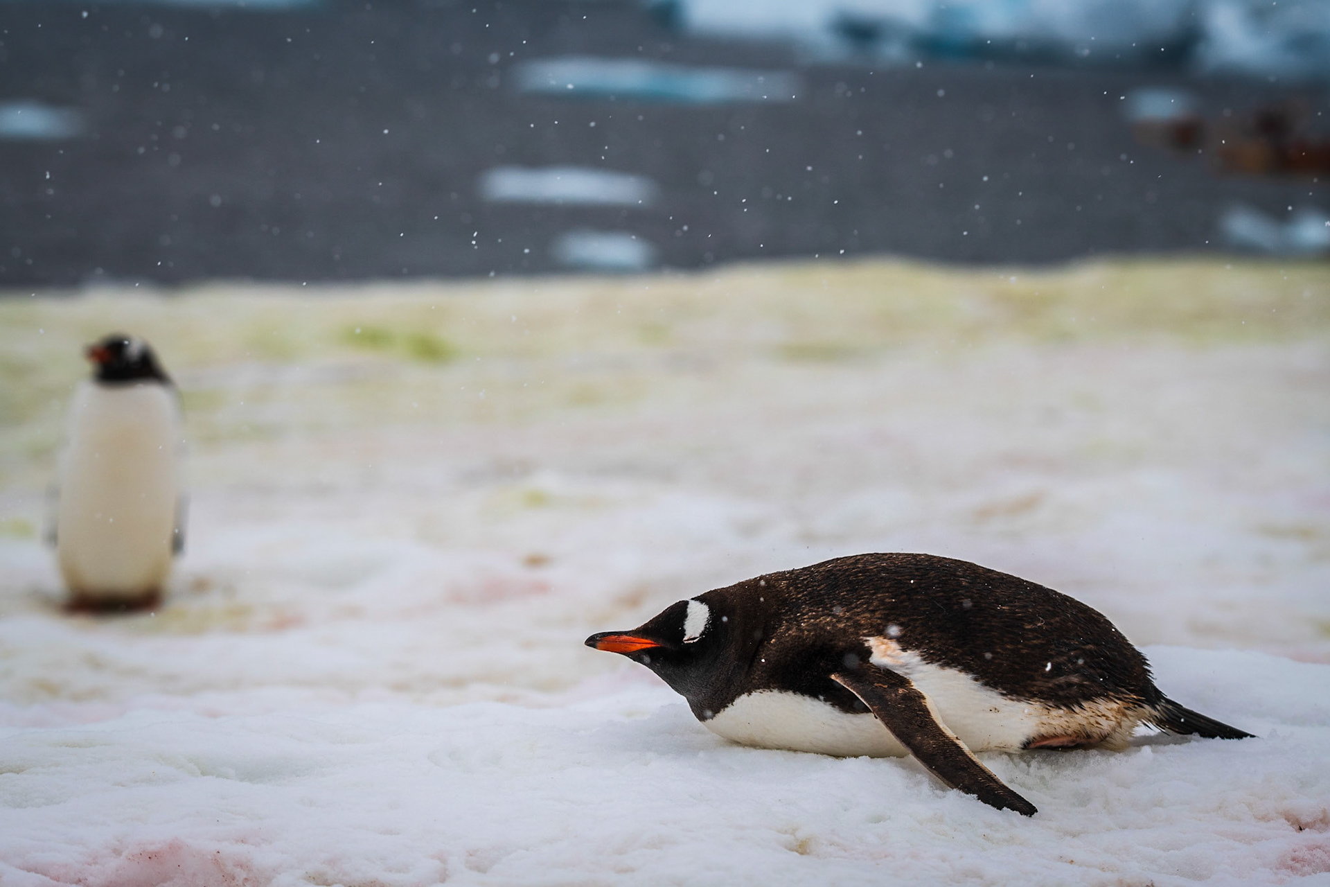 Gentoo Penguin on Ice at Cuverville Island