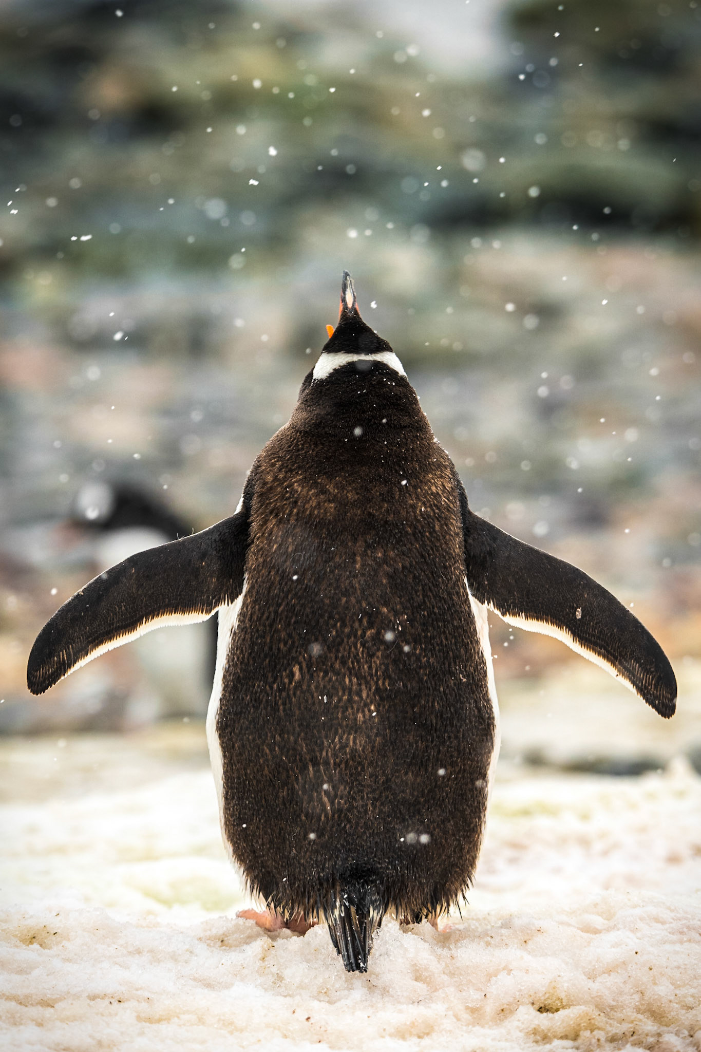 Gentoo Penguin Enjoying Snow
