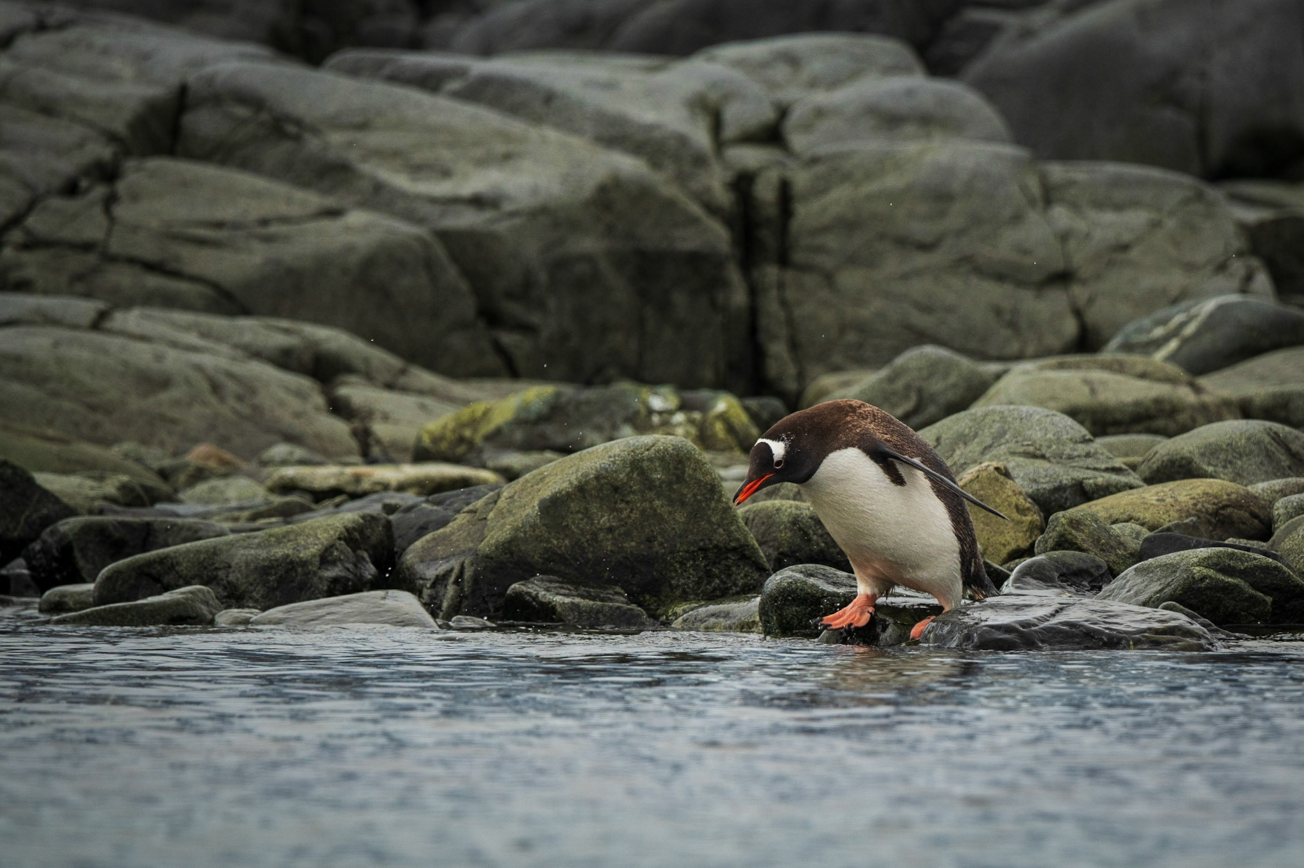Penguins Ready to Swim