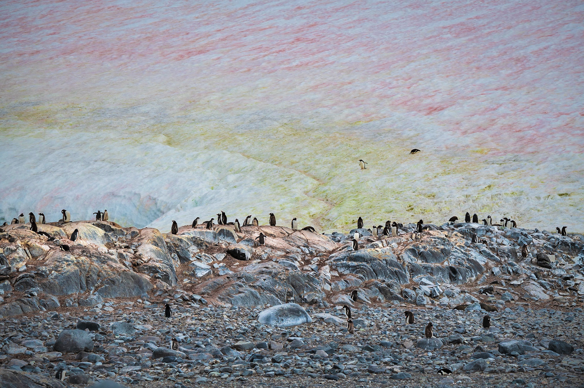 Gentoo Penguins with Glacier