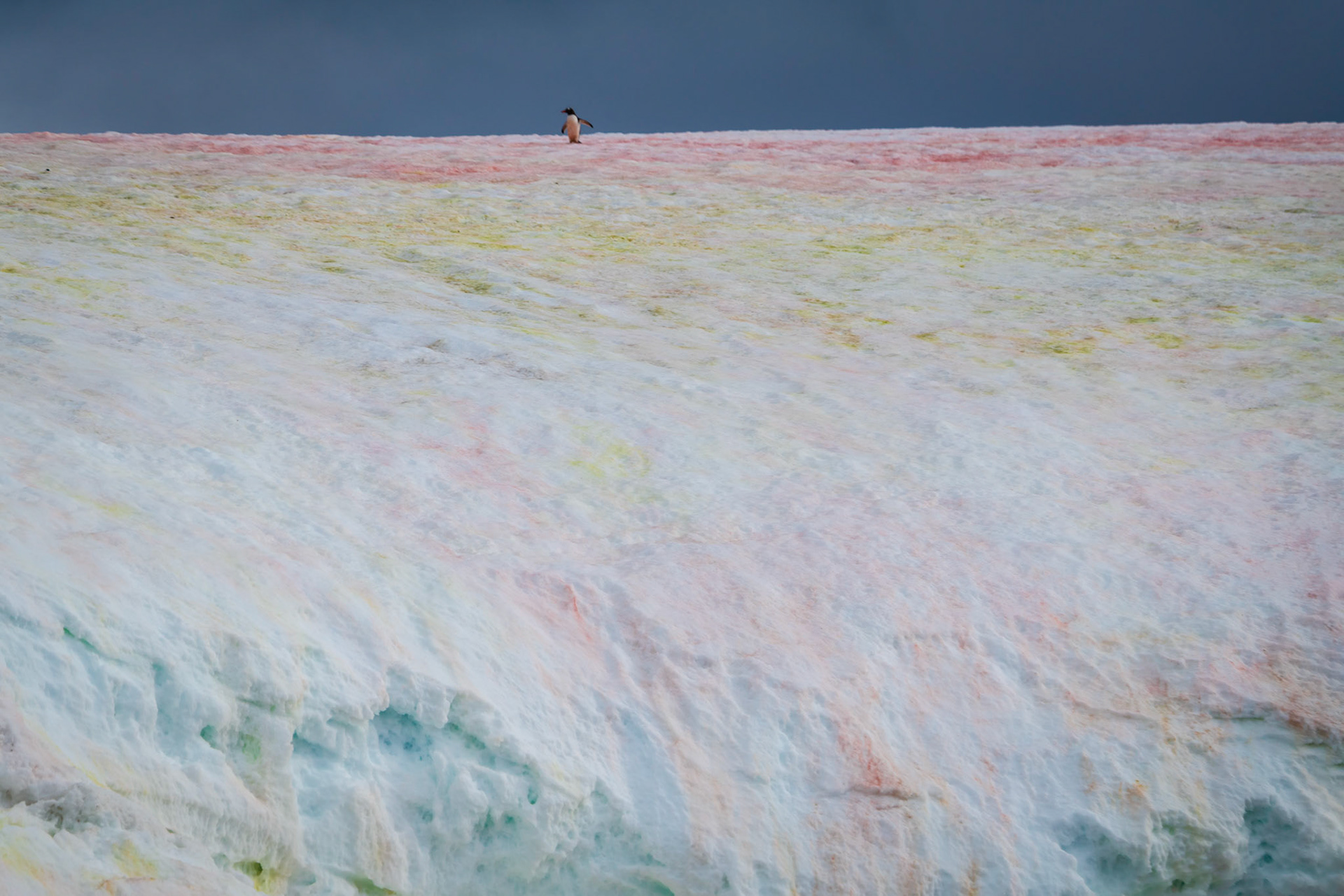 Penguin on Ice with Algae