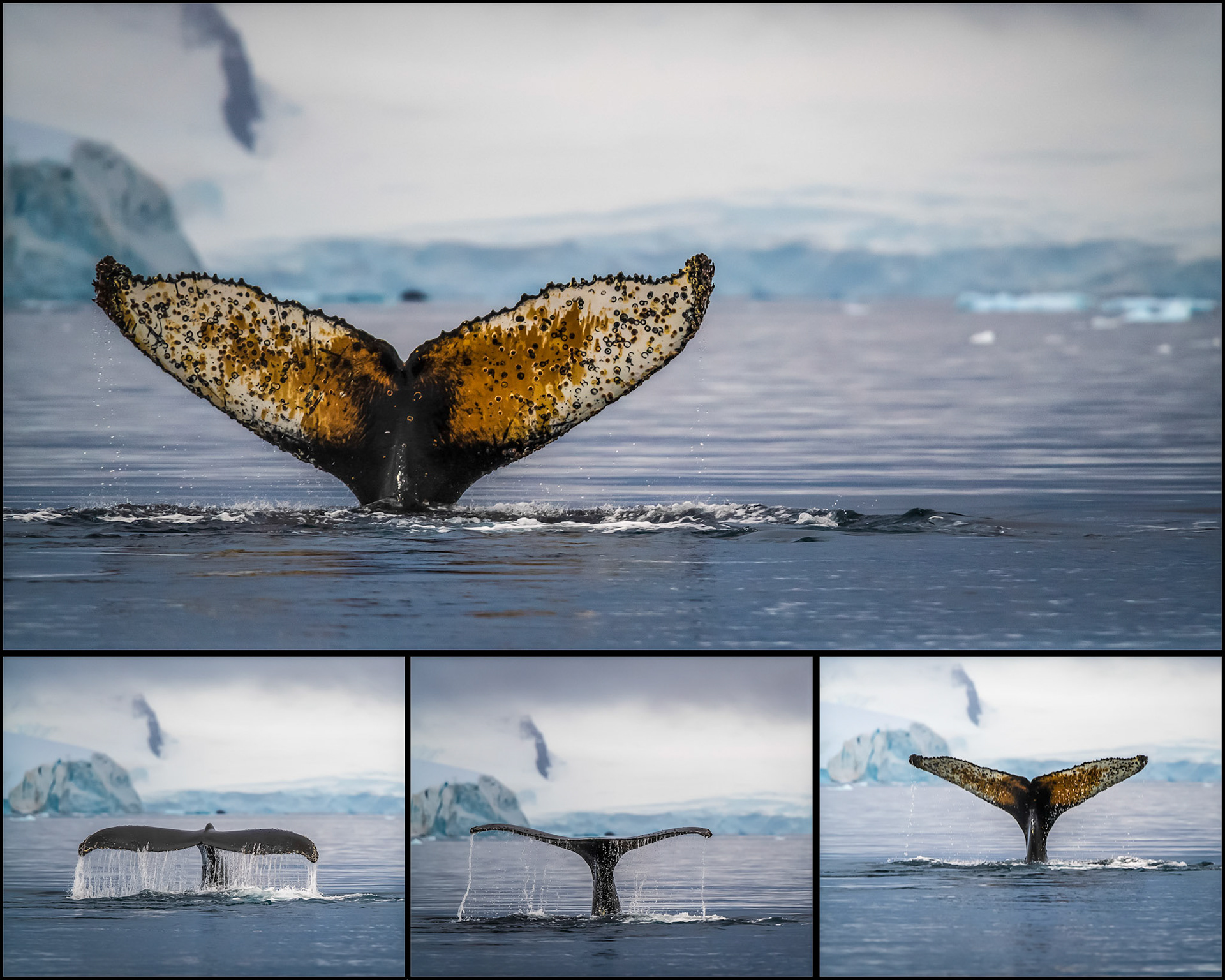 Humpback A Collage