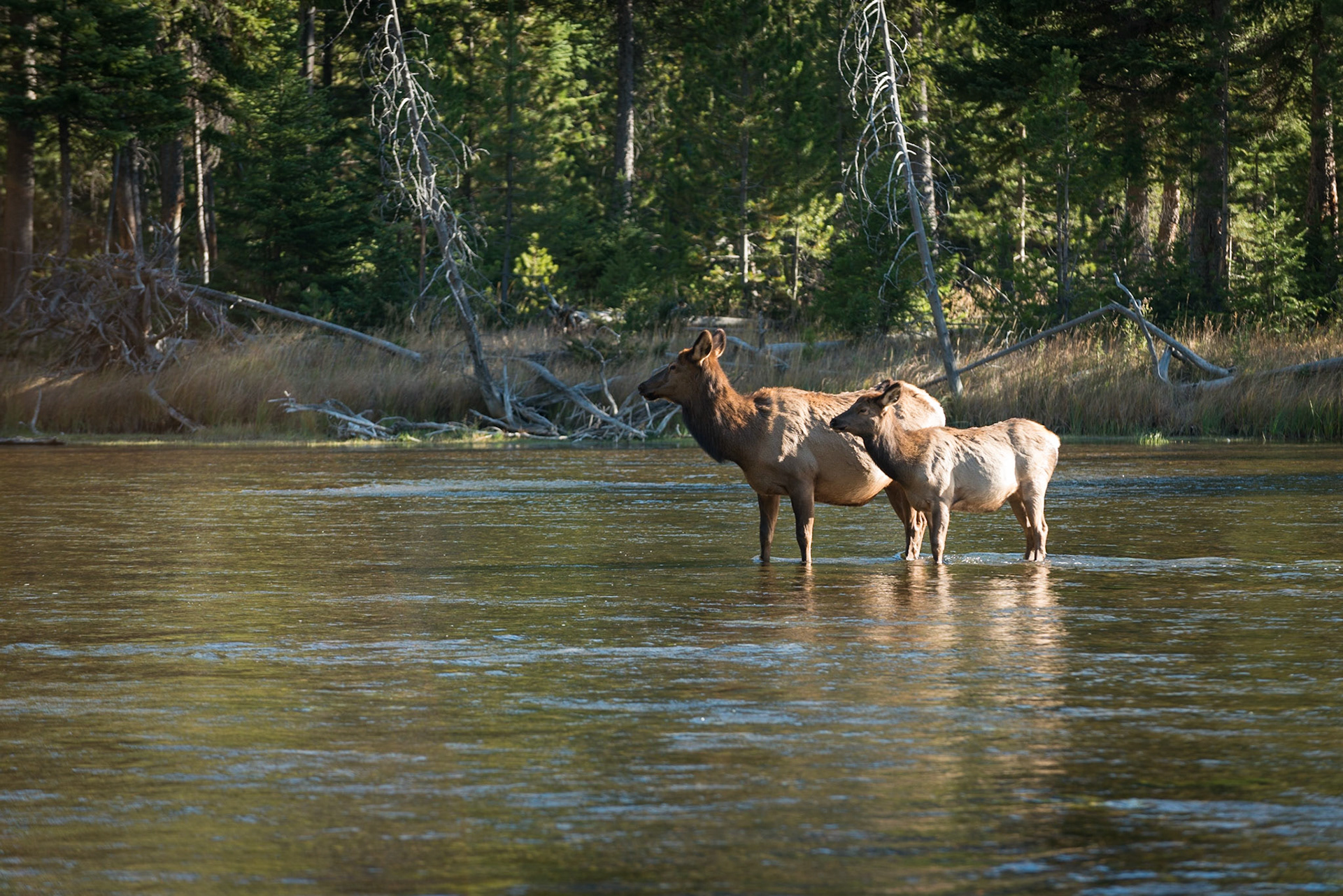 Elk crossing river