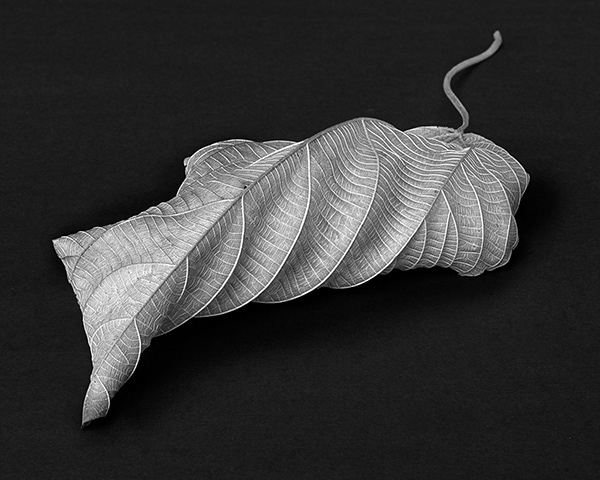 Alessandra Chaves - Dry Leaf (Folhas Secas).