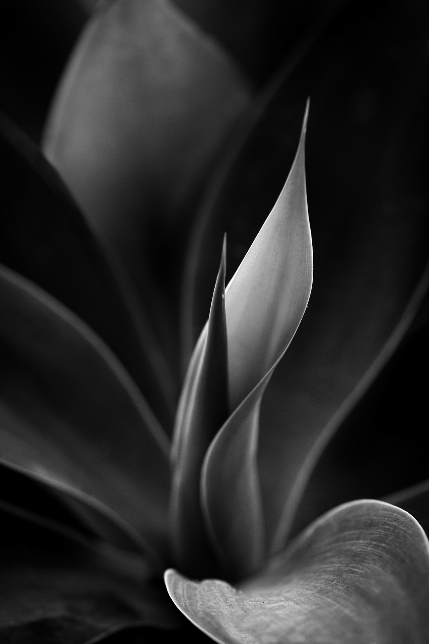 Foxtail Agave #10