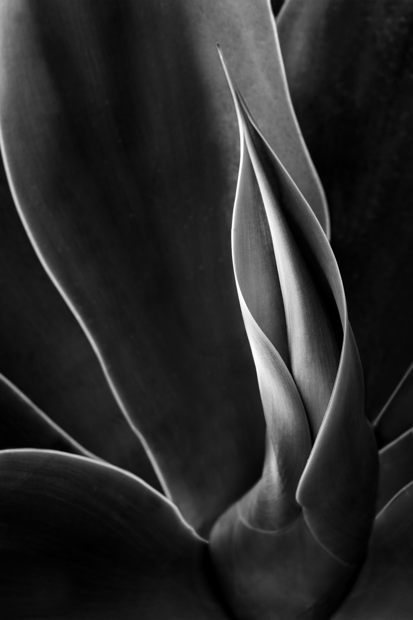 Foxtail Agave #12