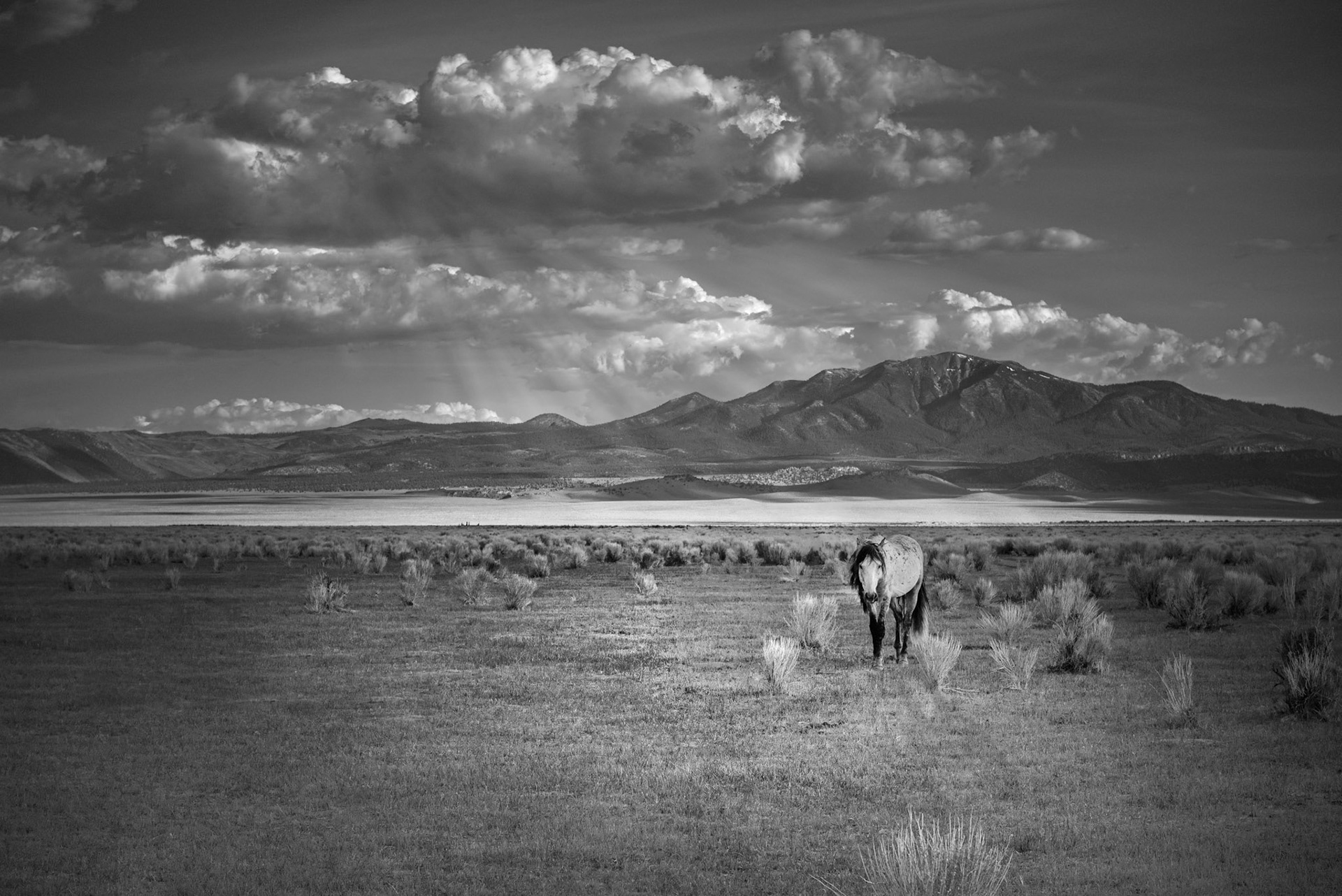 Lonesome Dove, 2021