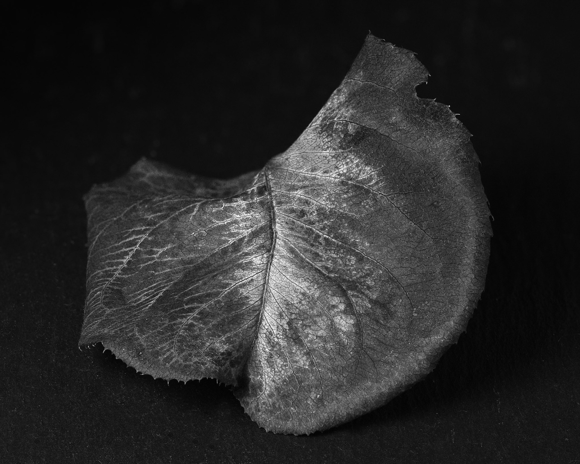 Malus leaf , 2021