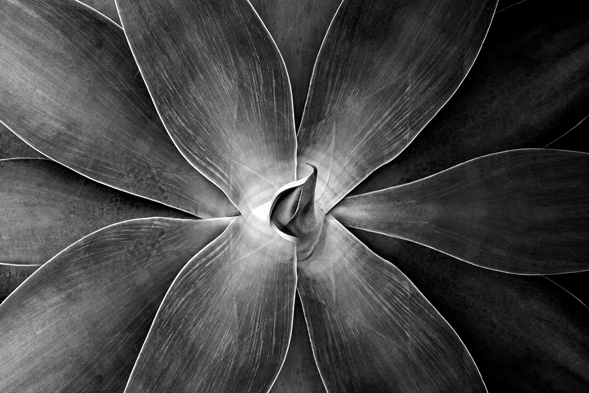 Foxtail Agave #11