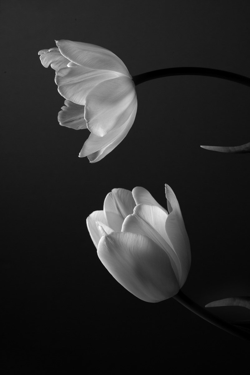 Tulip love #2, 2023
