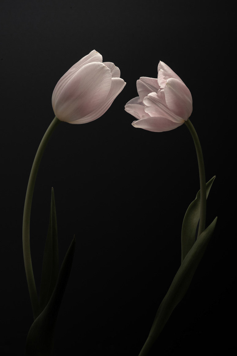 Tulip love, 2023