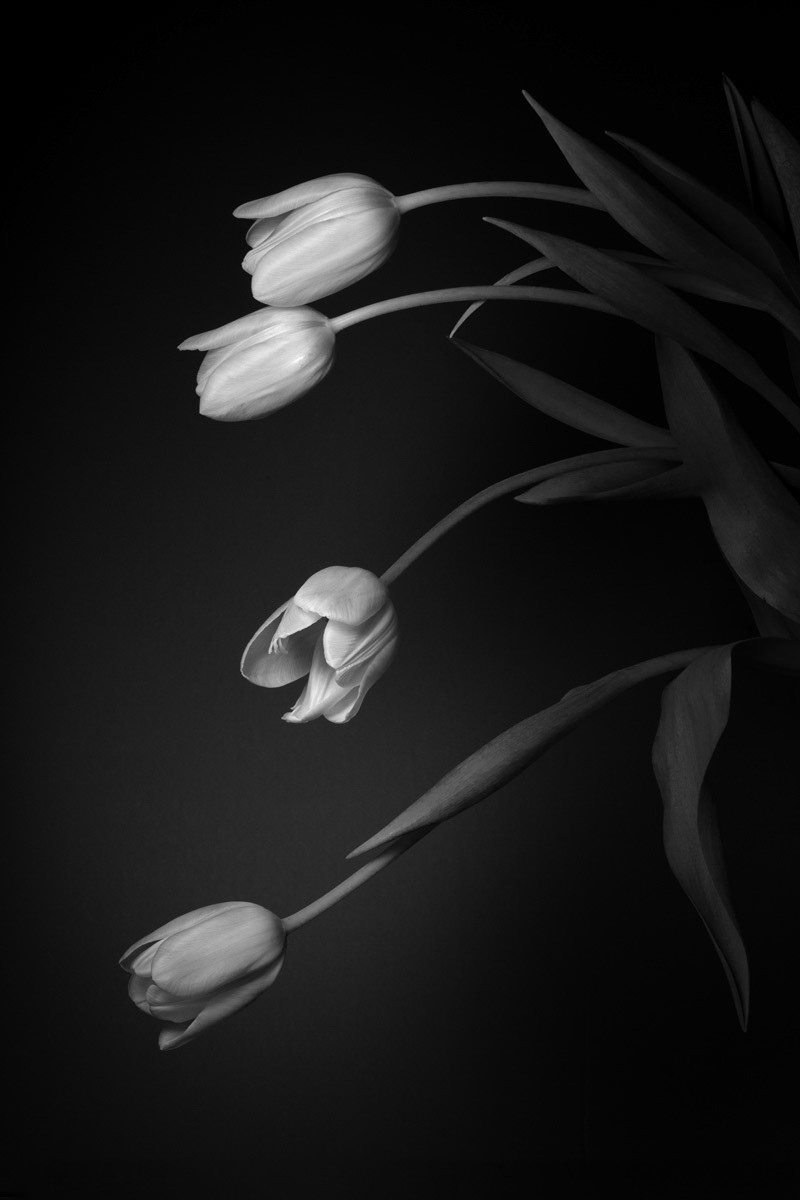 Tulip dance #2, 2023