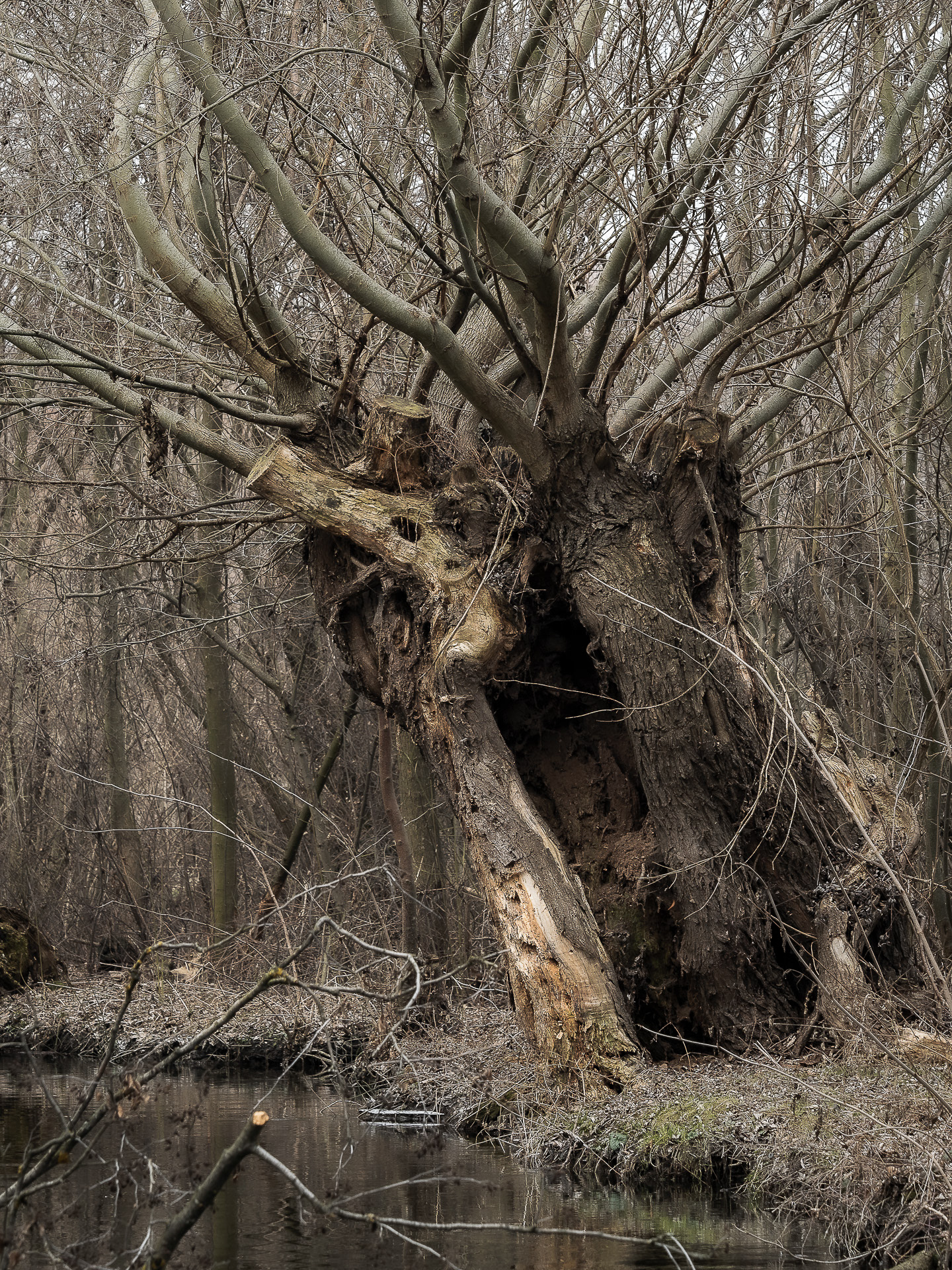 In the Shire #5