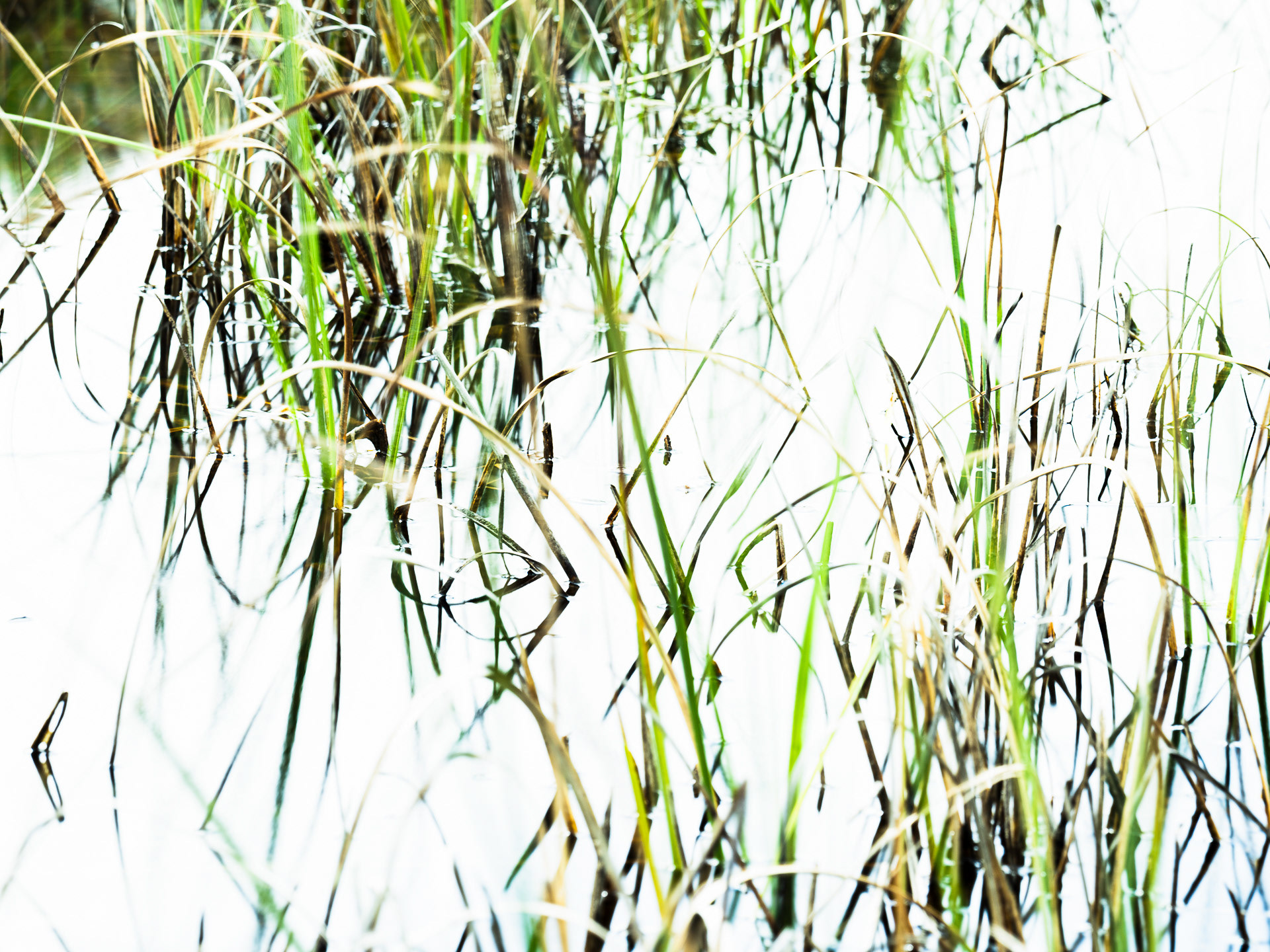 Connemara #6