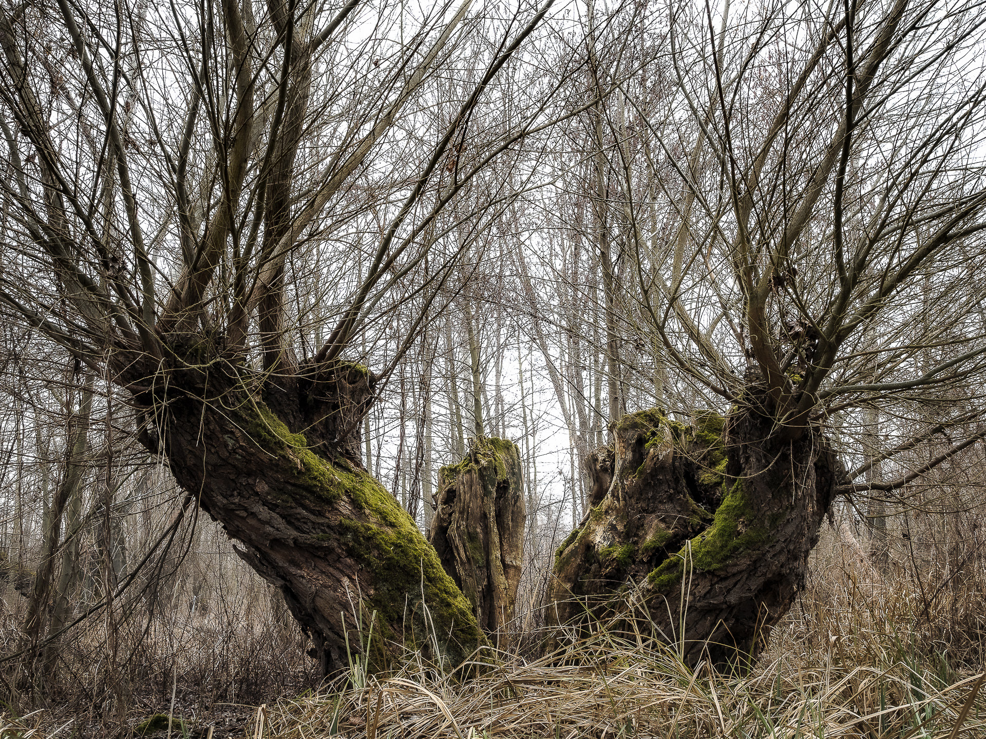 In the Shire #34