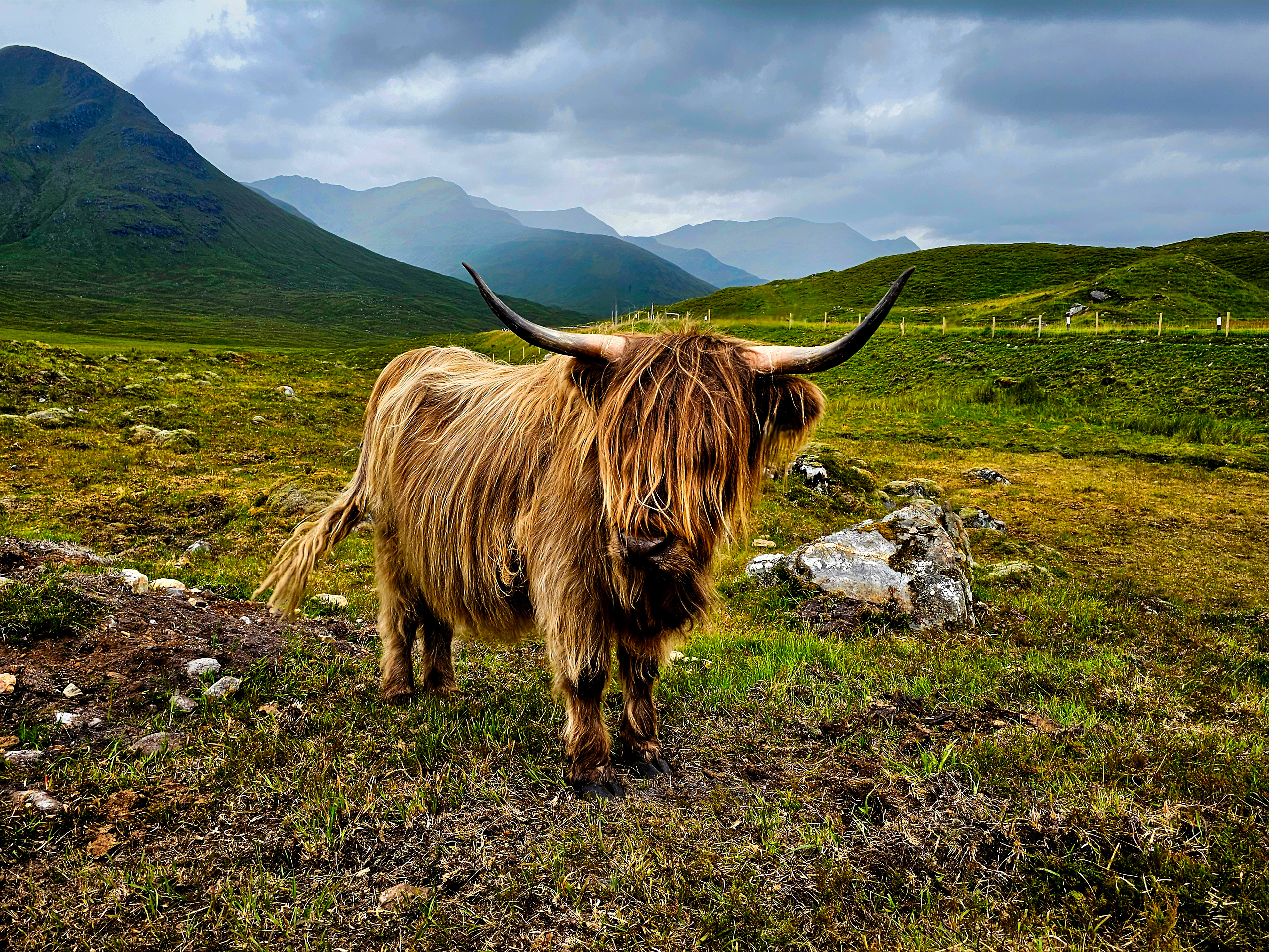 Highland Coo's Cluanie Inn