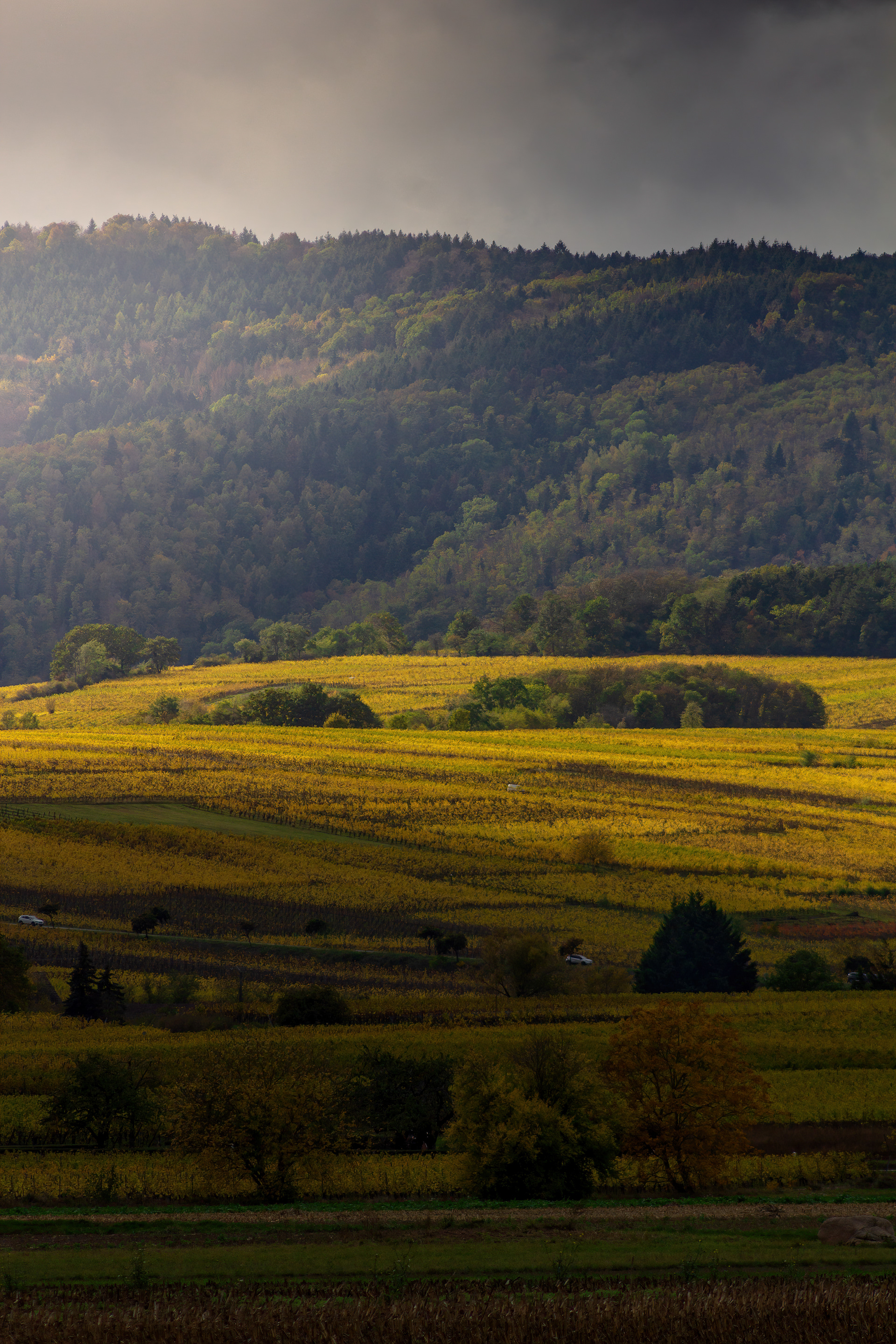 couleurs d'automne dans la perle du vignoble