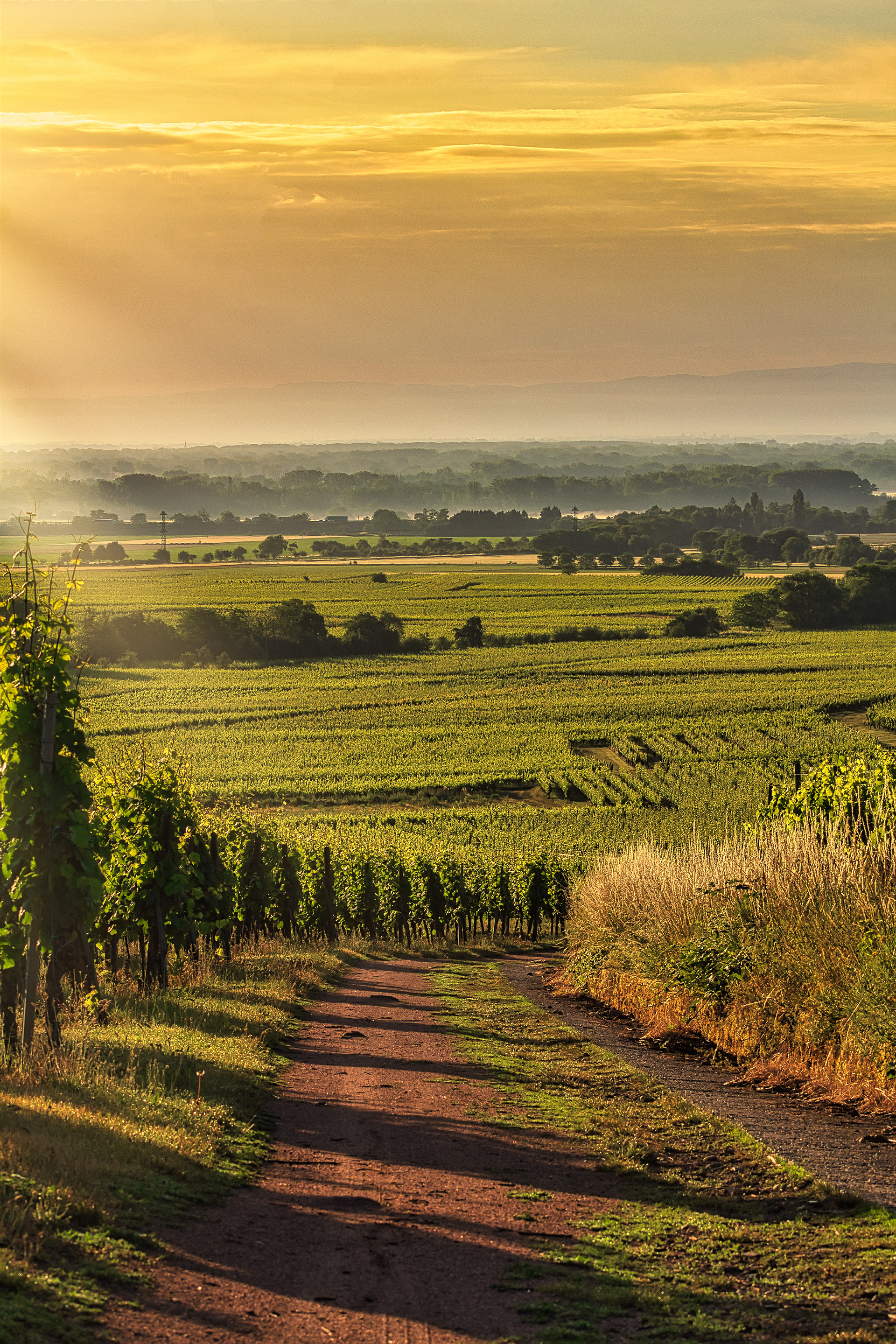 Vignoble baigné de soleil